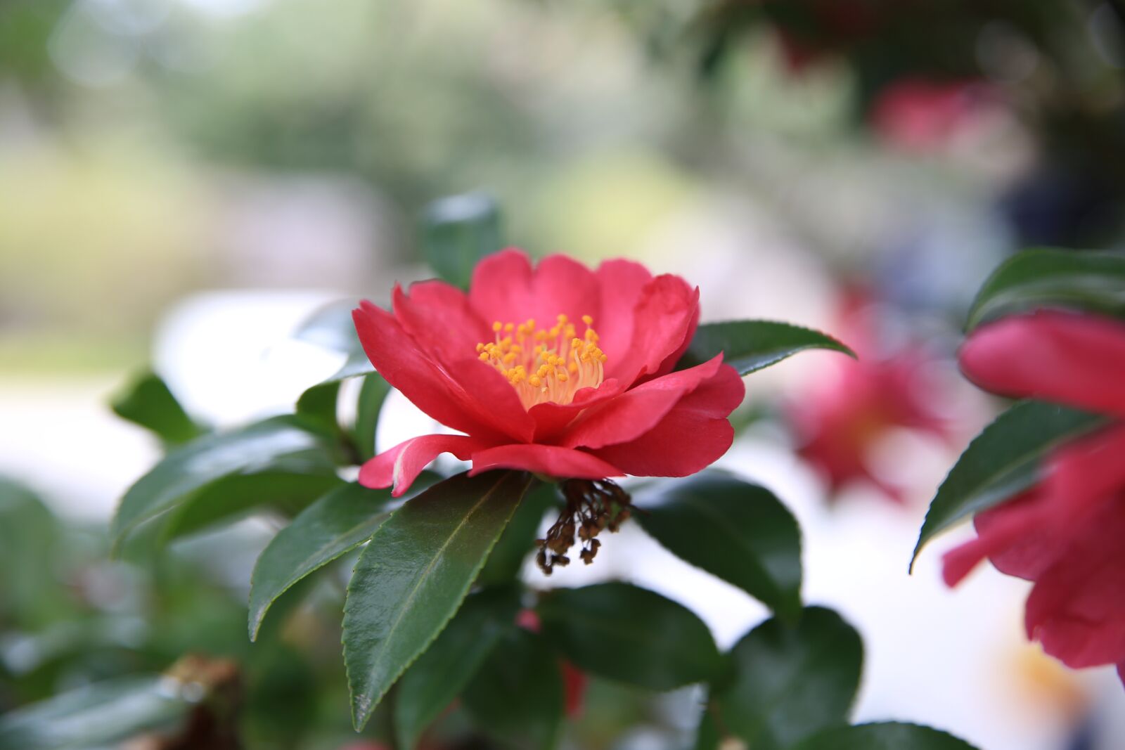 Canon EOS 6D sample photo. Camellia, red, flowers photography
