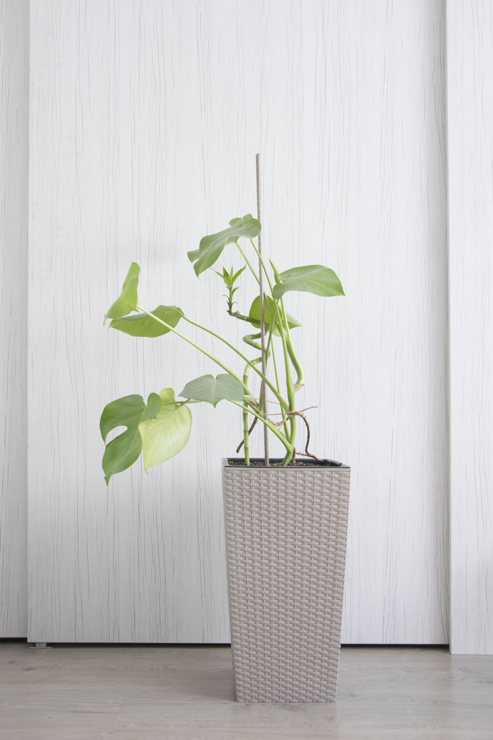 Nikon D5300 sample photo. Philodendron, leaf, flower photography