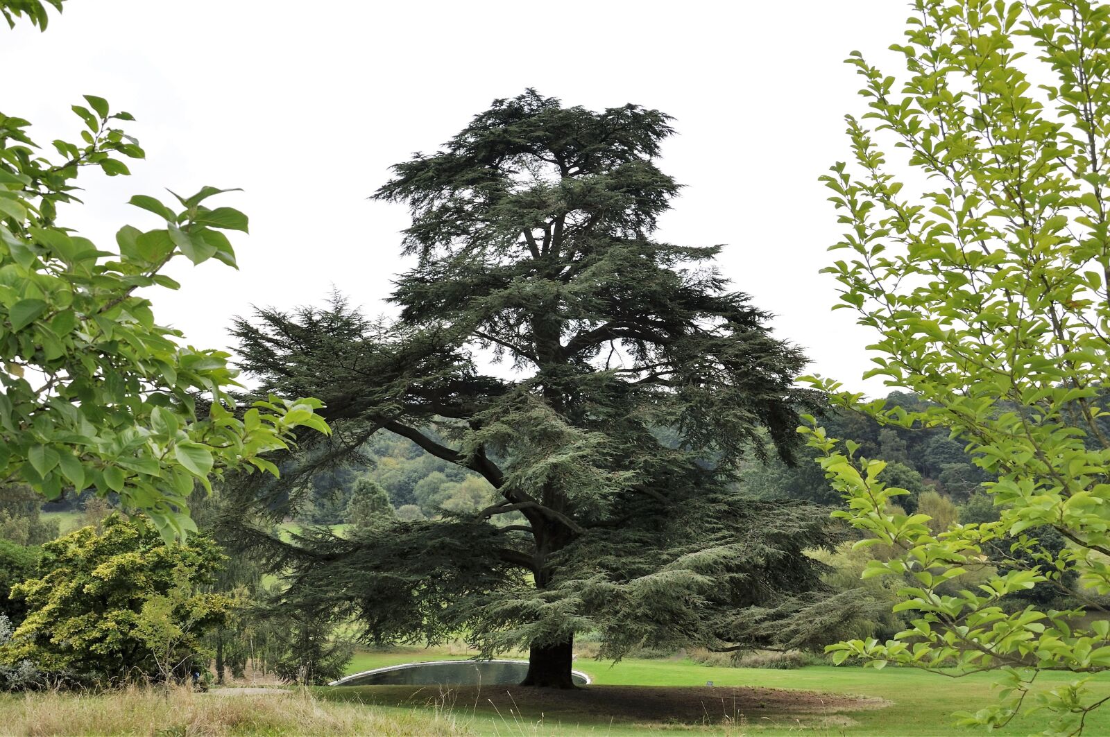Nikon D90 sample photo. Tree, green, garden photography