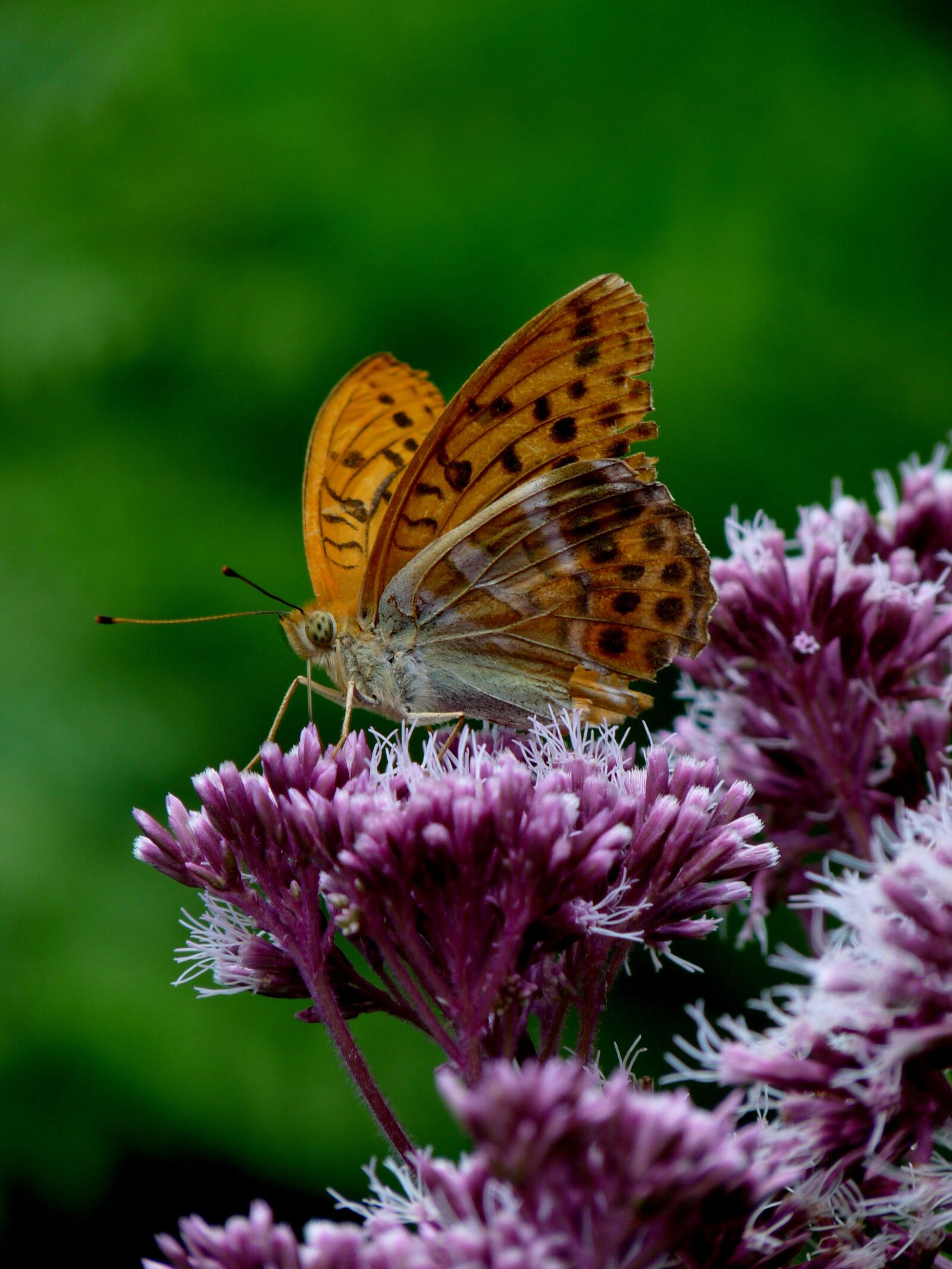 Panasonic Lumix DMC-FZ28 sample photo. Butterfly, orange, green photography