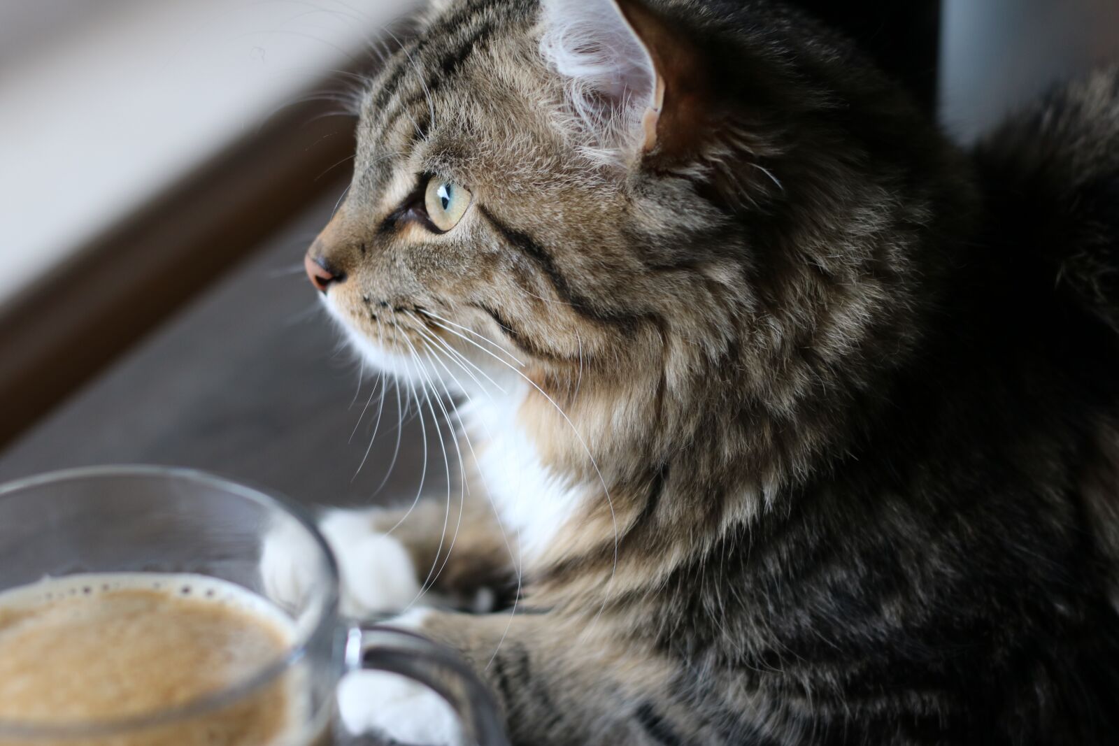 Canon EF 50mm F1.8 II sample photo. Cat, mammal, animal photography
