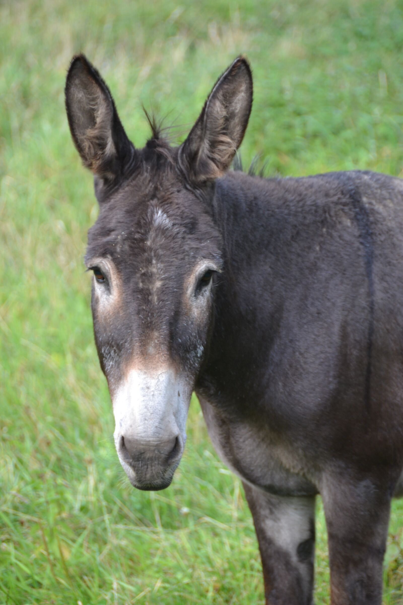 Nikon D3100 sample photo. Nature, donkey, grey photography