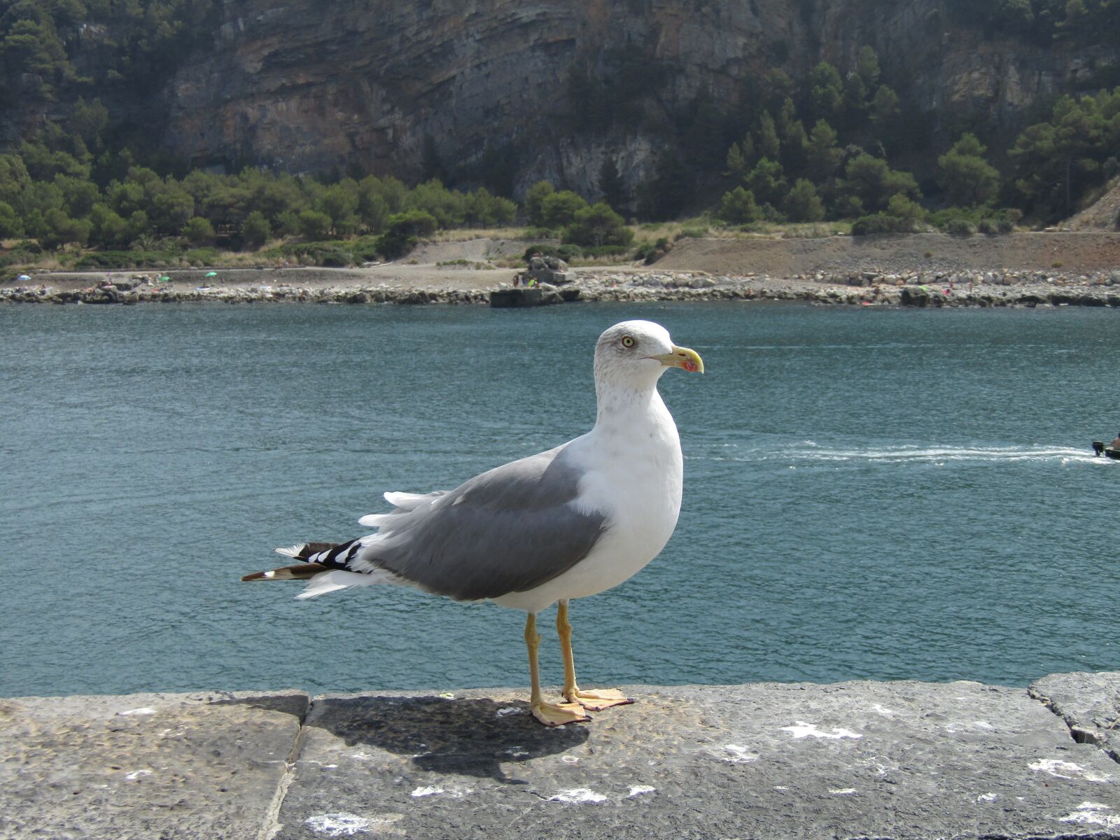 Canon PowerShot SX410 IS sample photo. Seagull, sea, bird photography