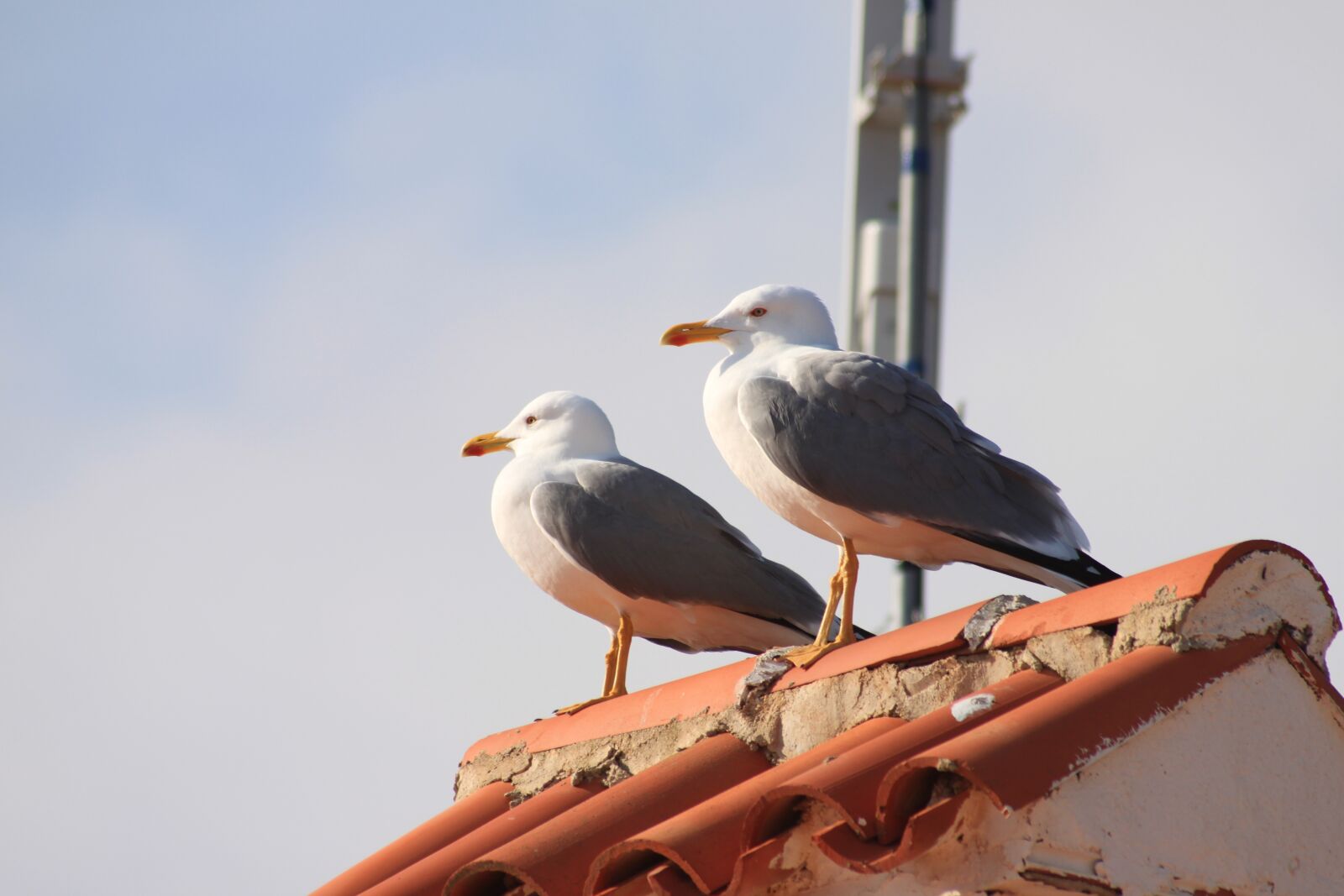 Canon EOS 500D (EOS Rebel T1i / EOS Kiss X3) sample photo. Seagulls, birds, water bird photography