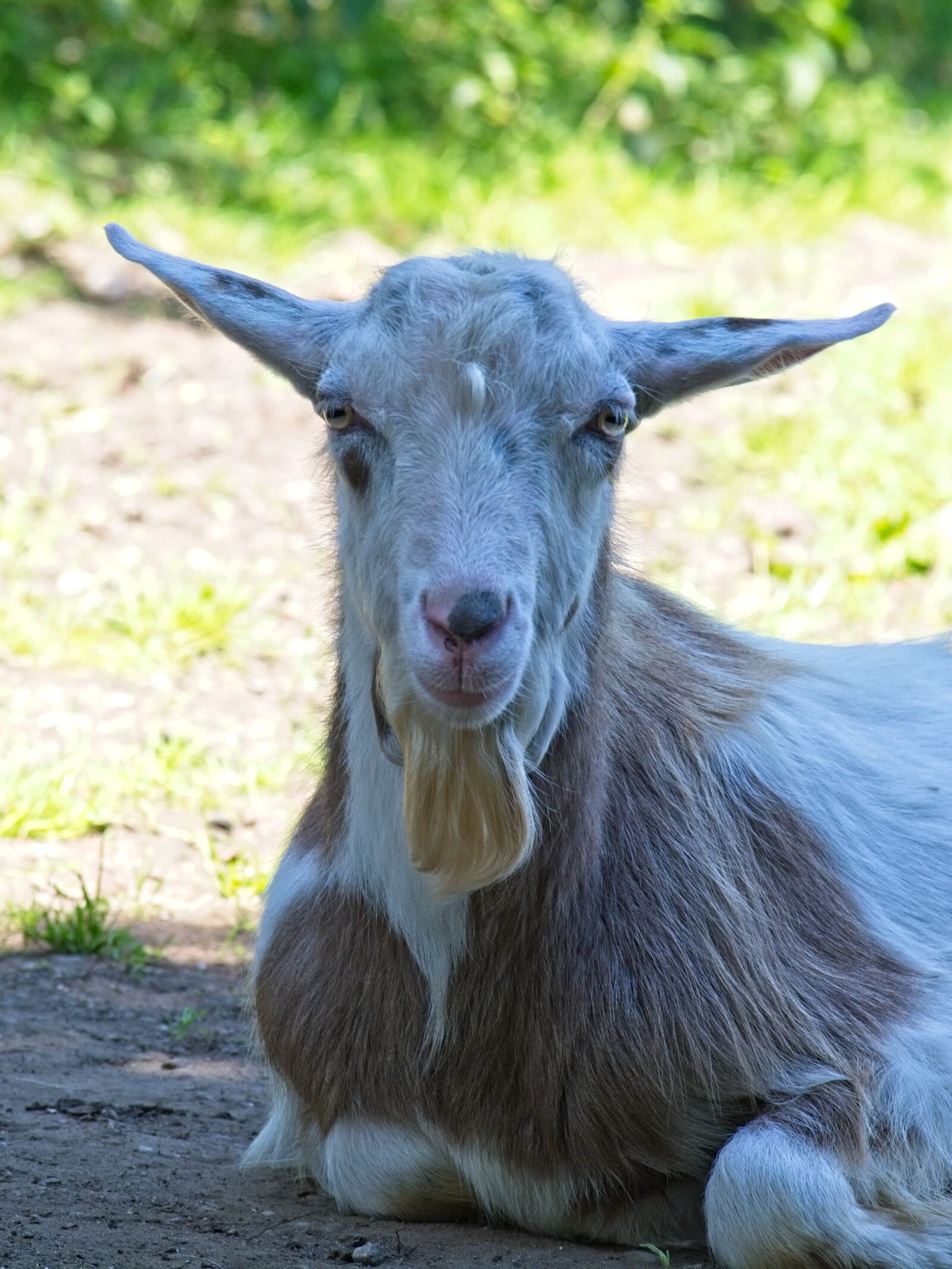 Nikon D7100 sample photo. Domestic goat, goat, livestock photography