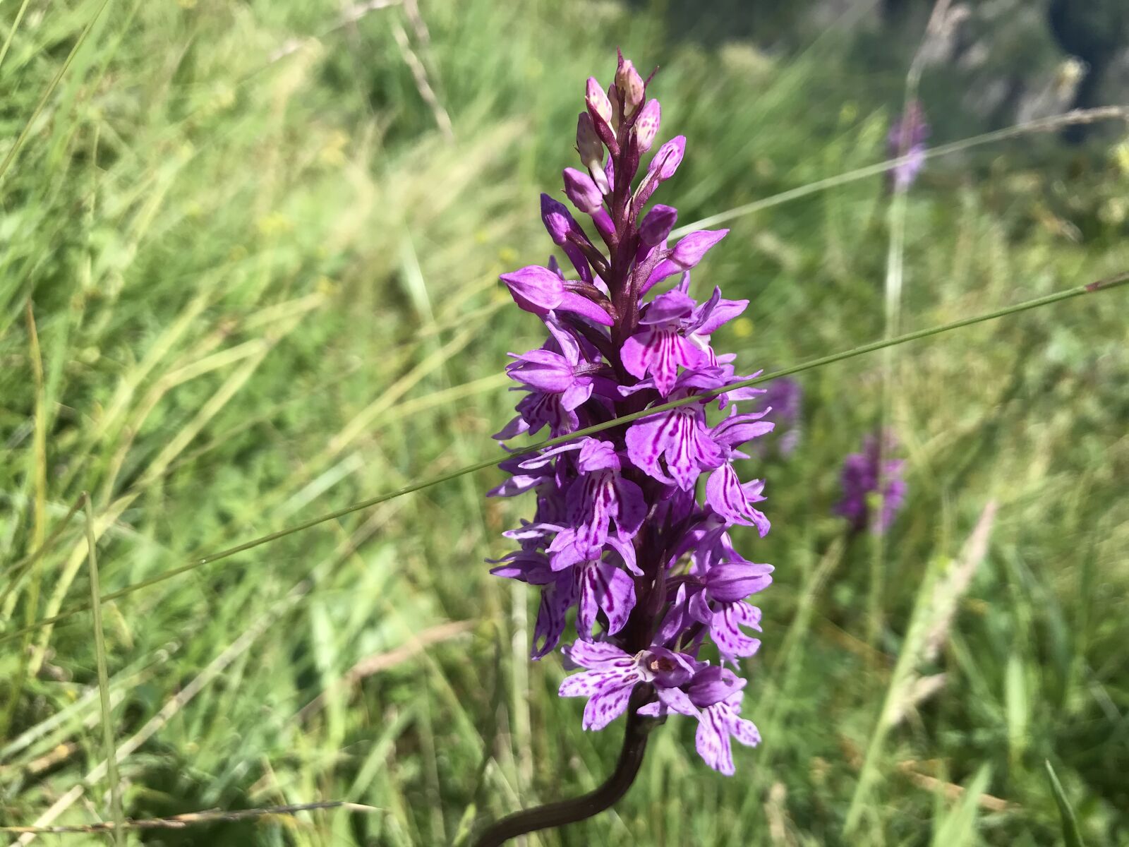 iPhone 7 back camera 3.99mm f/1.8 sample photo. Towards landarenca, broad-leaved orchid photography