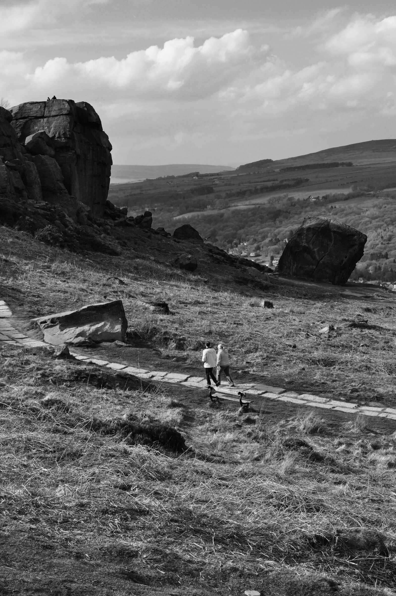 Nikon D5000 sample photo. Cow and calf, ilkley photography