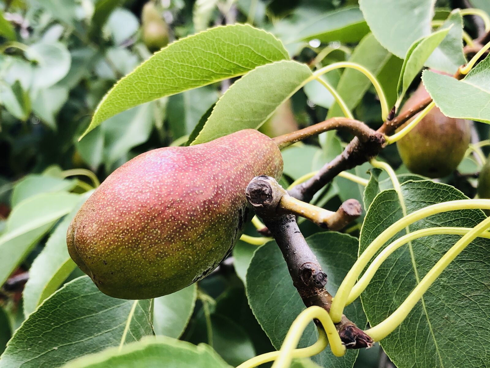 iPhone X back dual camera 4mm f/1.8 sample photo. Fruit, gree, summer photography