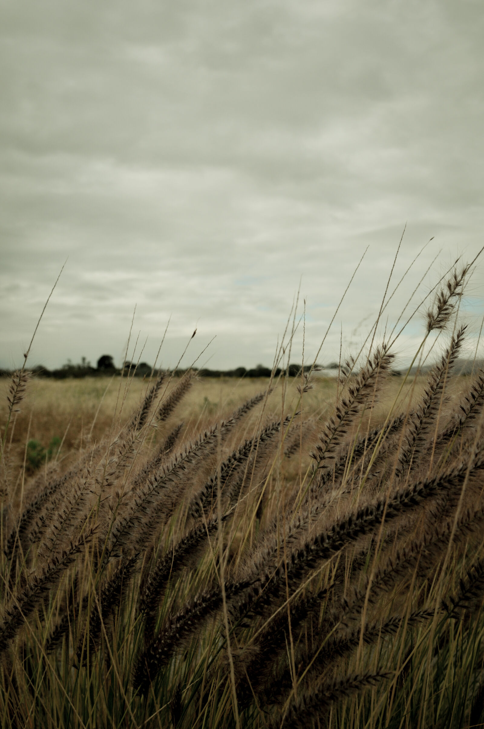Nikon D300S + Nikon AF-S Nikkor 28-70mm F2.8 ED-IF sample photo. Clouds, cloudy, dark, field photography
