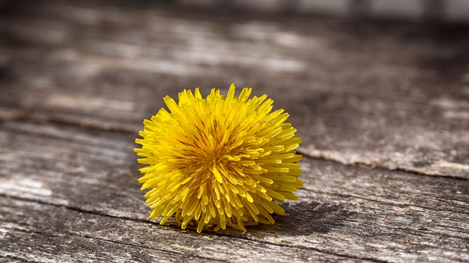 Nikon D5300 sample photo. Dandelion, yellow, green photography