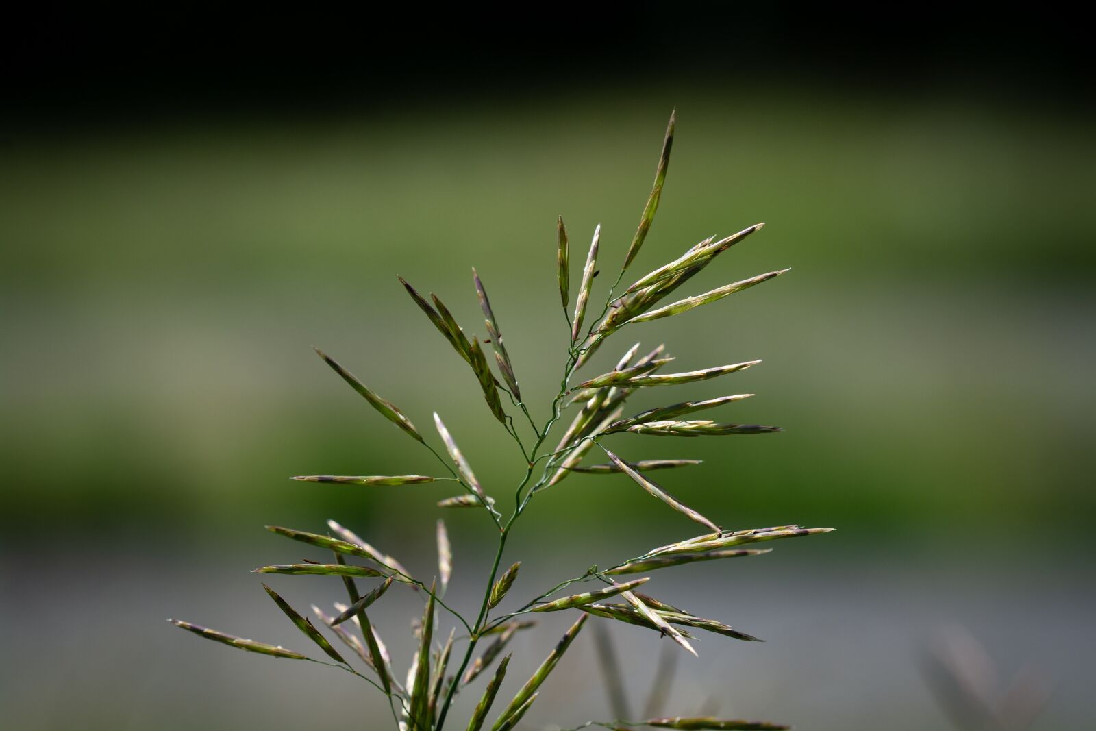 Nikon D7100 sample photo. Halm, blade of grass photography