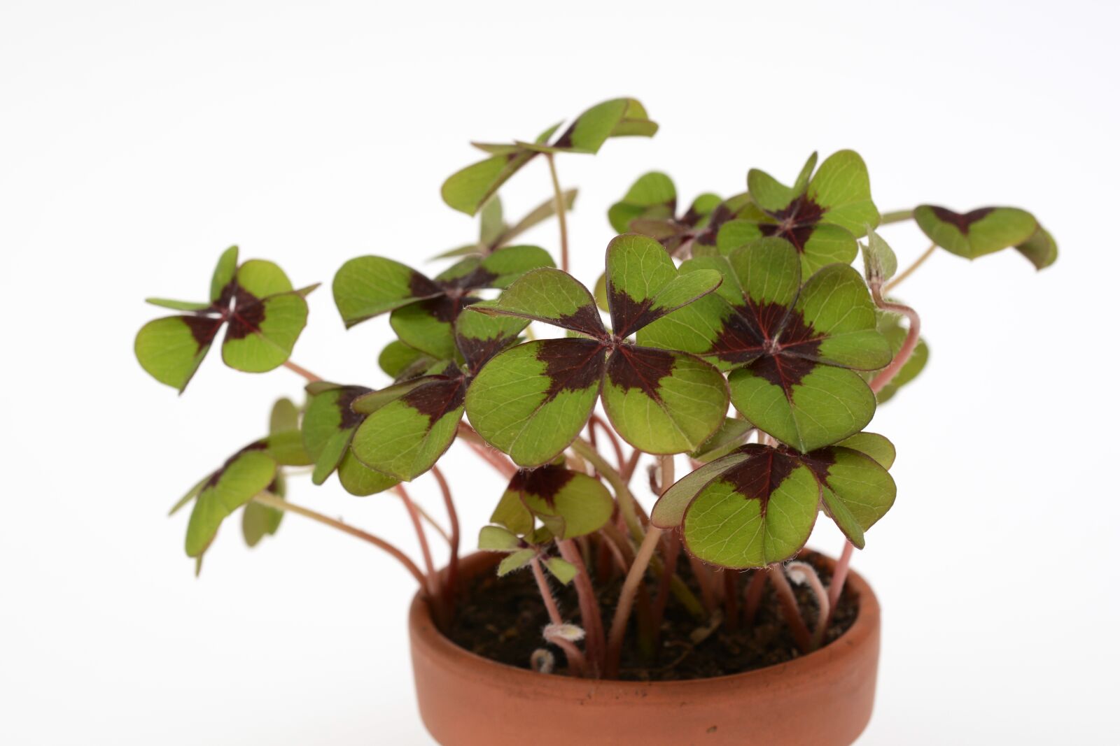 Nikon D7100 sample photo. Four leaf clover, lucky photography