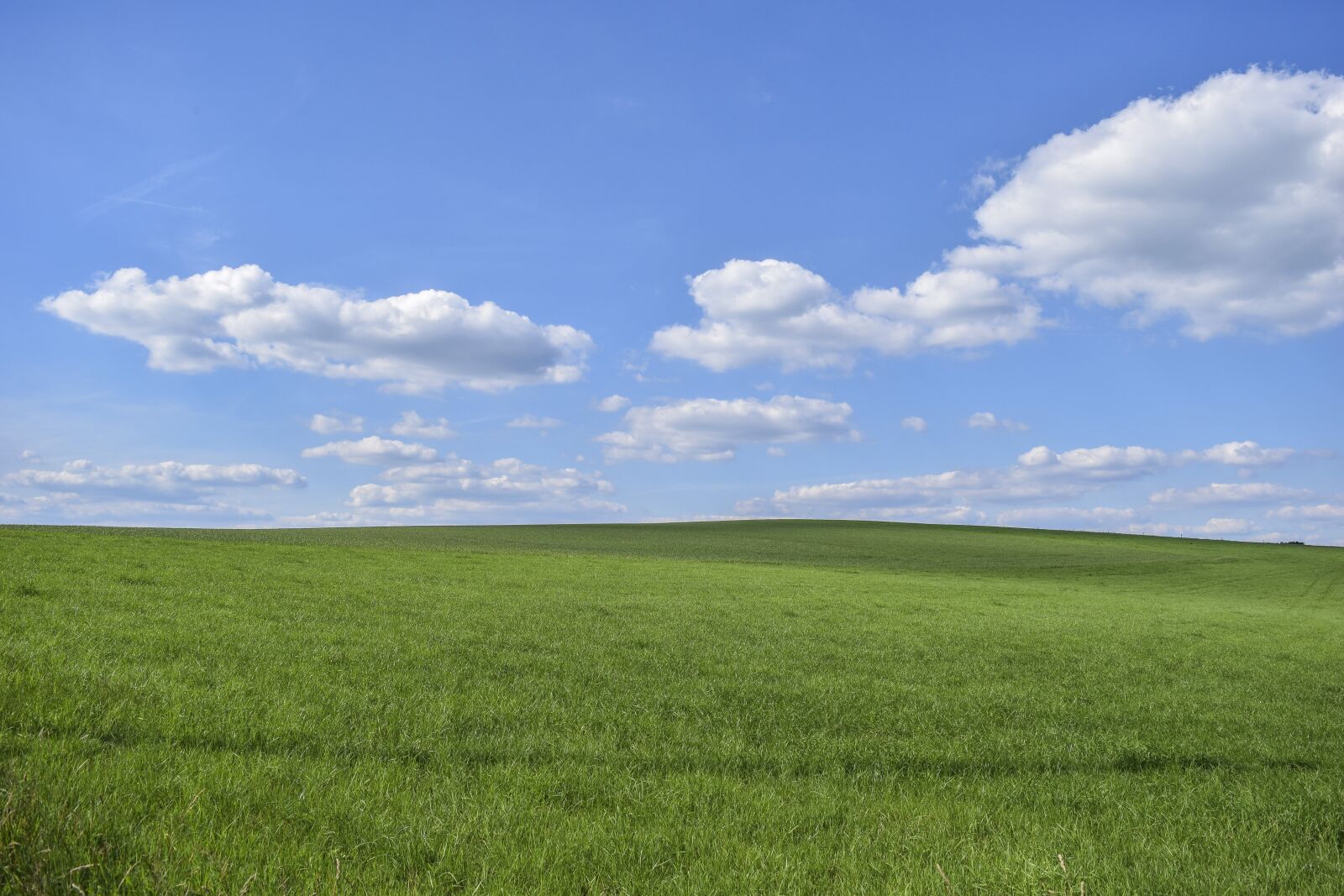 Nikon D3300 sample photo. Field, grass, nature photography