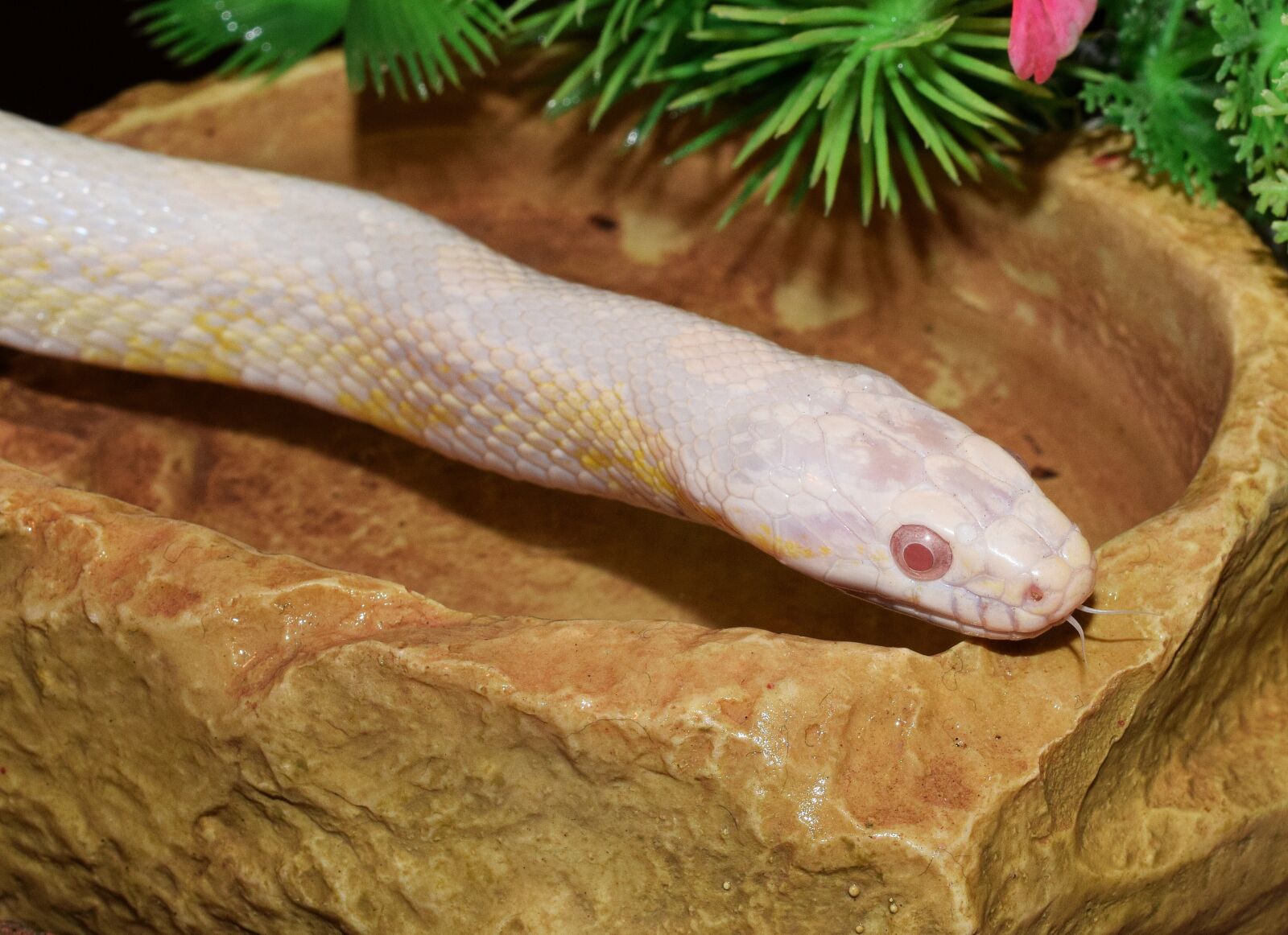 Nikon D5300 sample photo. Corn snake, snakehead, snake photography