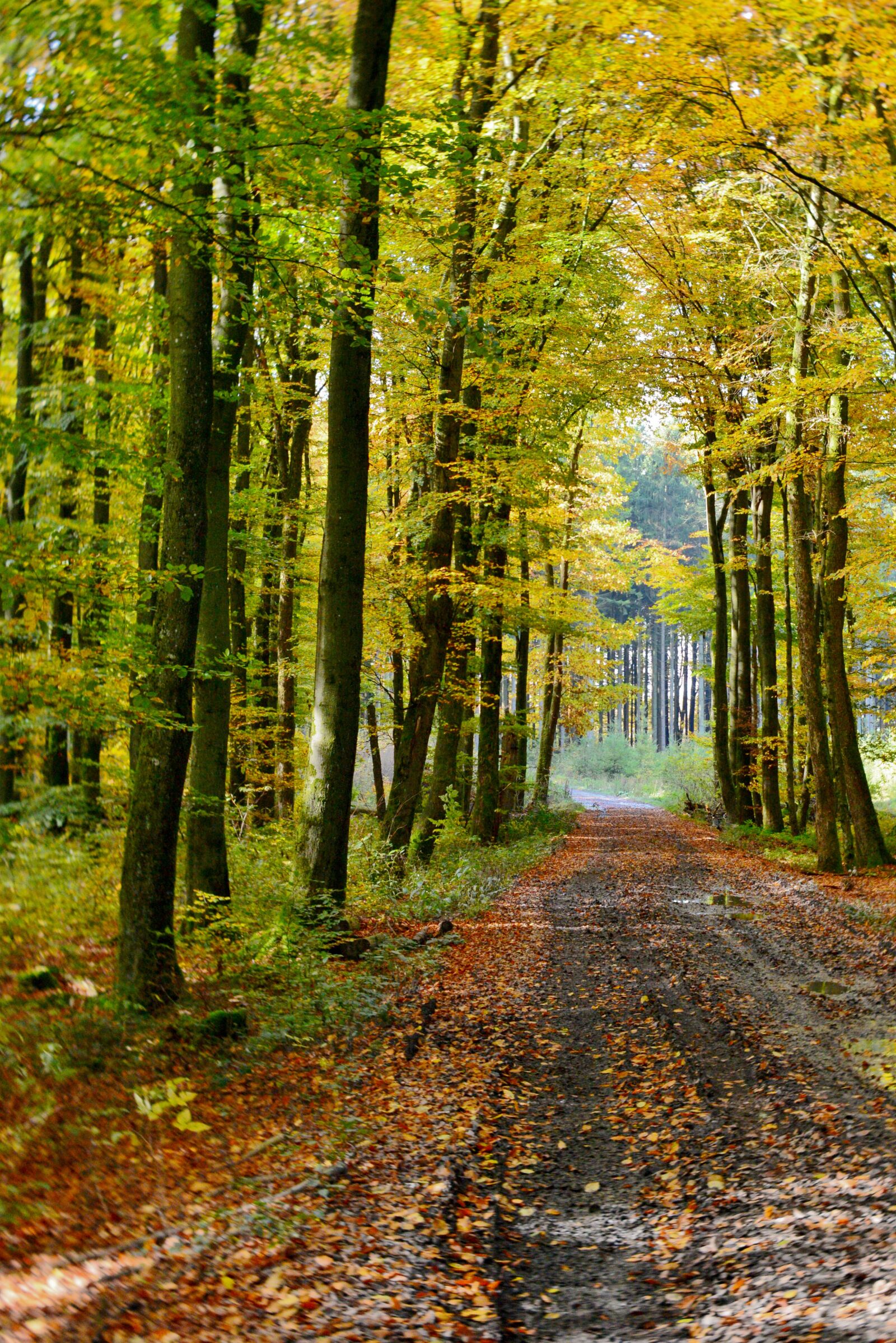 Nikon D600 sample photo. Forest path, forest, autumn photography
