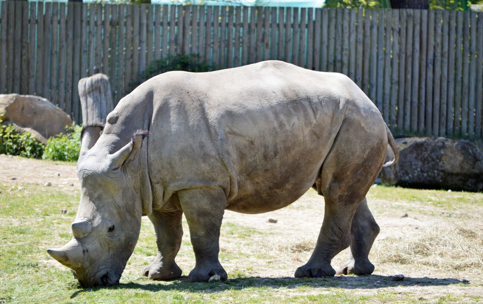 Nikon D3200 sample photo. Rhinoceros, zoo, nature photography