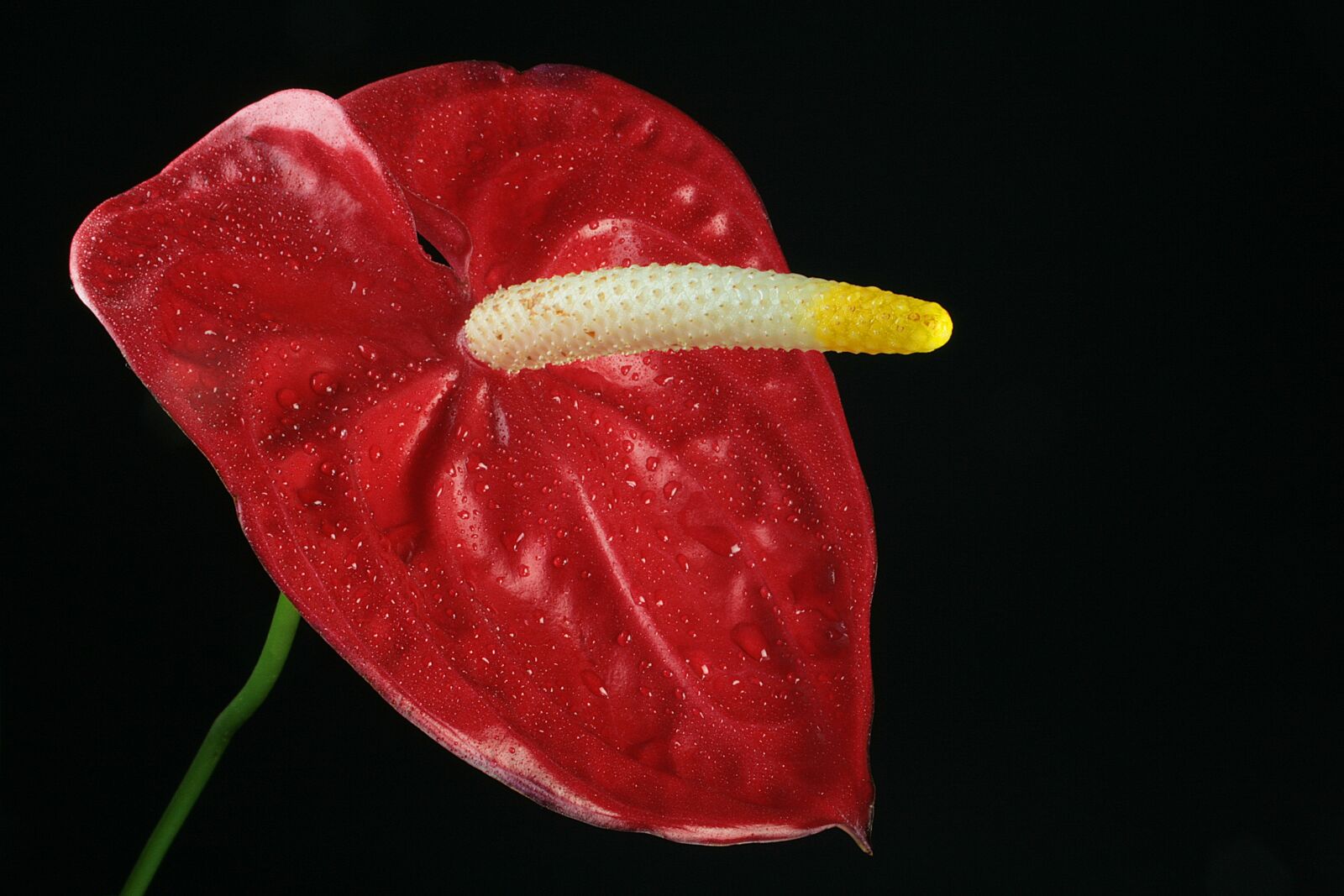 Canon EOS 400D (EOS Digital Rebel XTi / EOS Kiss Digital X) sample photo. Anthurium, red, flora photography