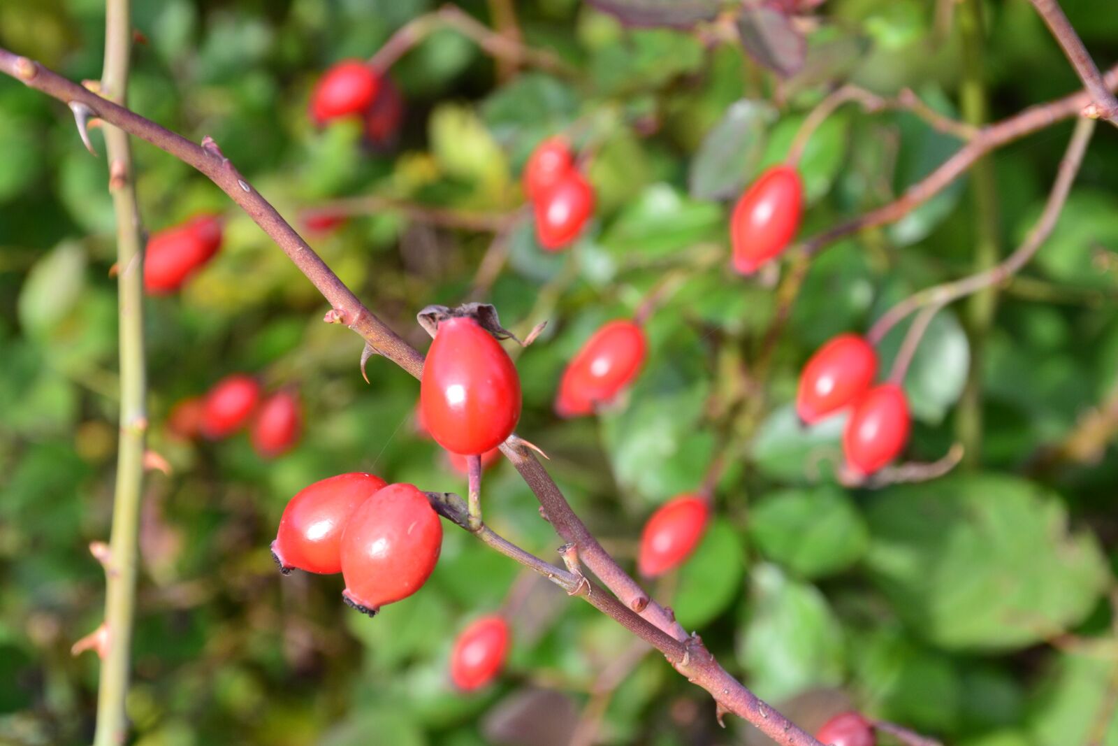 Nikon D3100 sample photo. Fruit, rose hip, nature photography