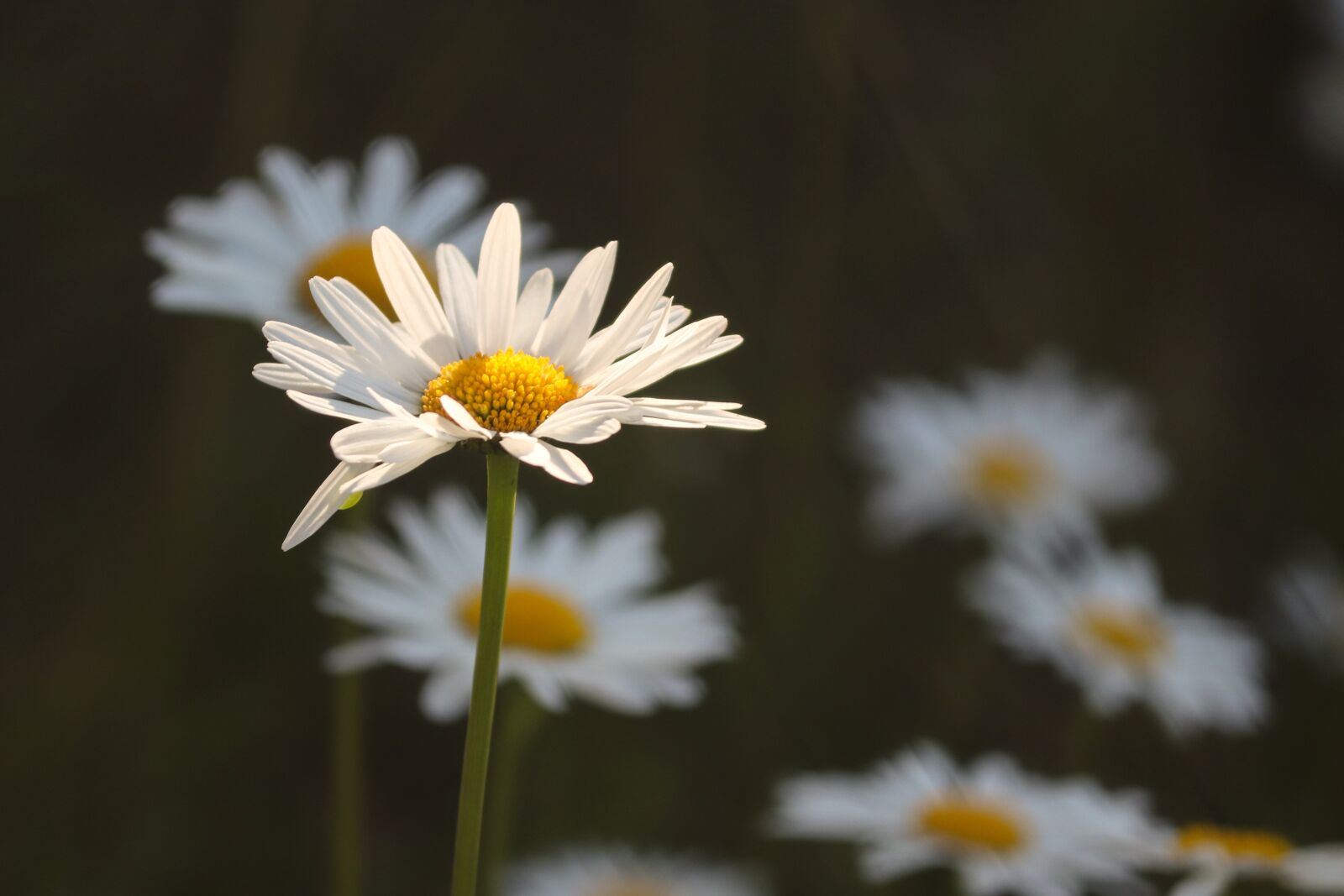 Canon EOS 200D (EOS Rebel SL2 / EOS Kiss X9) sample photo. Daisies, flower meadow, illuminated photography