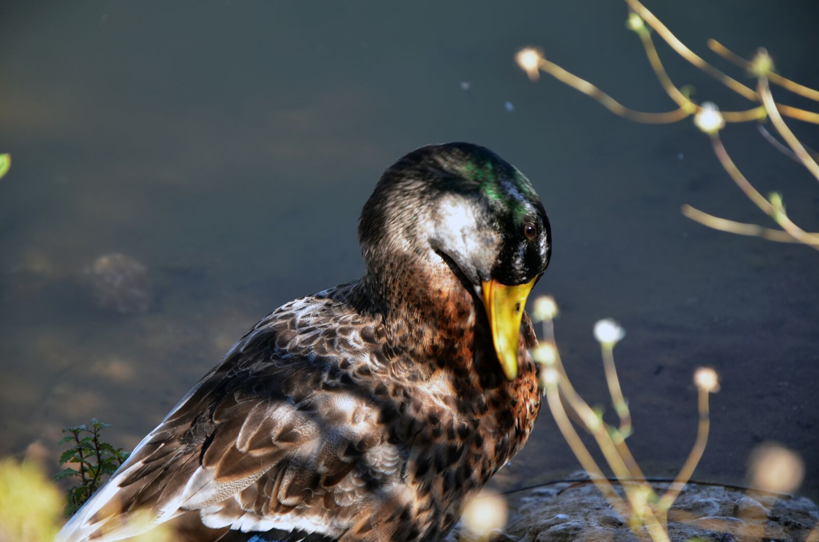 Nikon D7000 sample photo. Lake, nature, duck photography