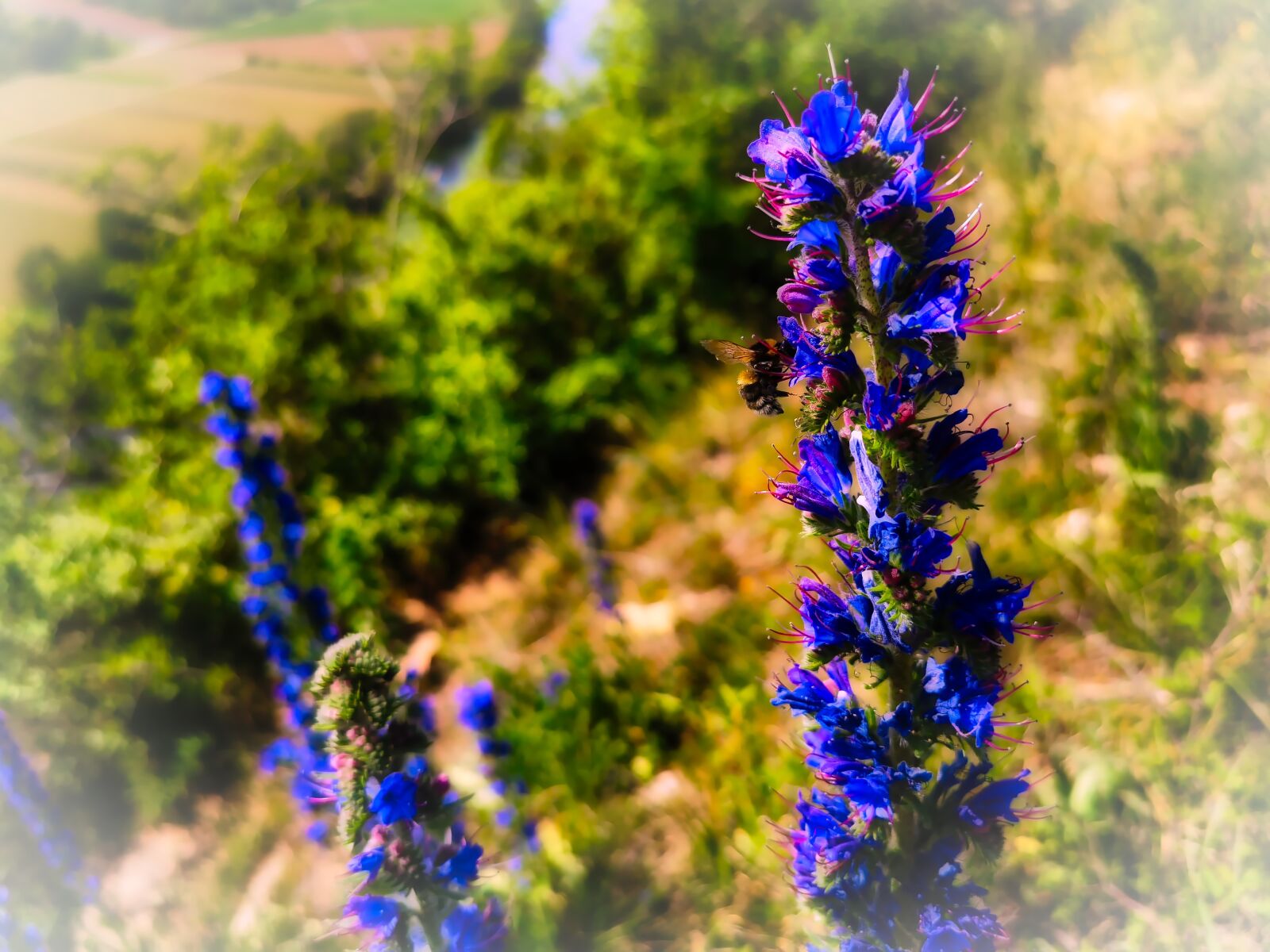 HUAWEI P30 Pro sample photo. Flowers, bee, nature photography