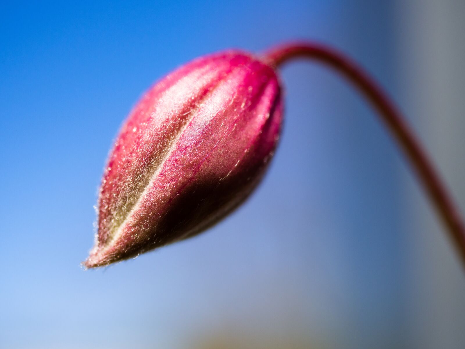 Olympus PEN E-PL9 sample photo. Flower bud, clematis, red photography