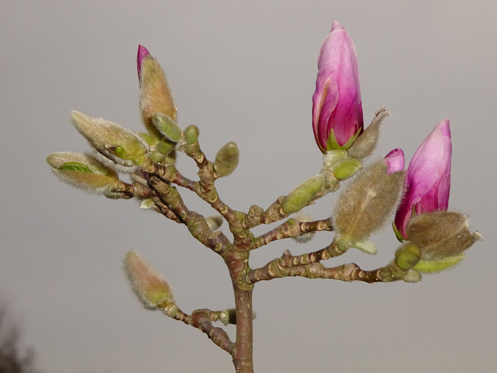 Sony Cyber-shot DSC-WX350 sample photo. Spring, blossom, bloom photography