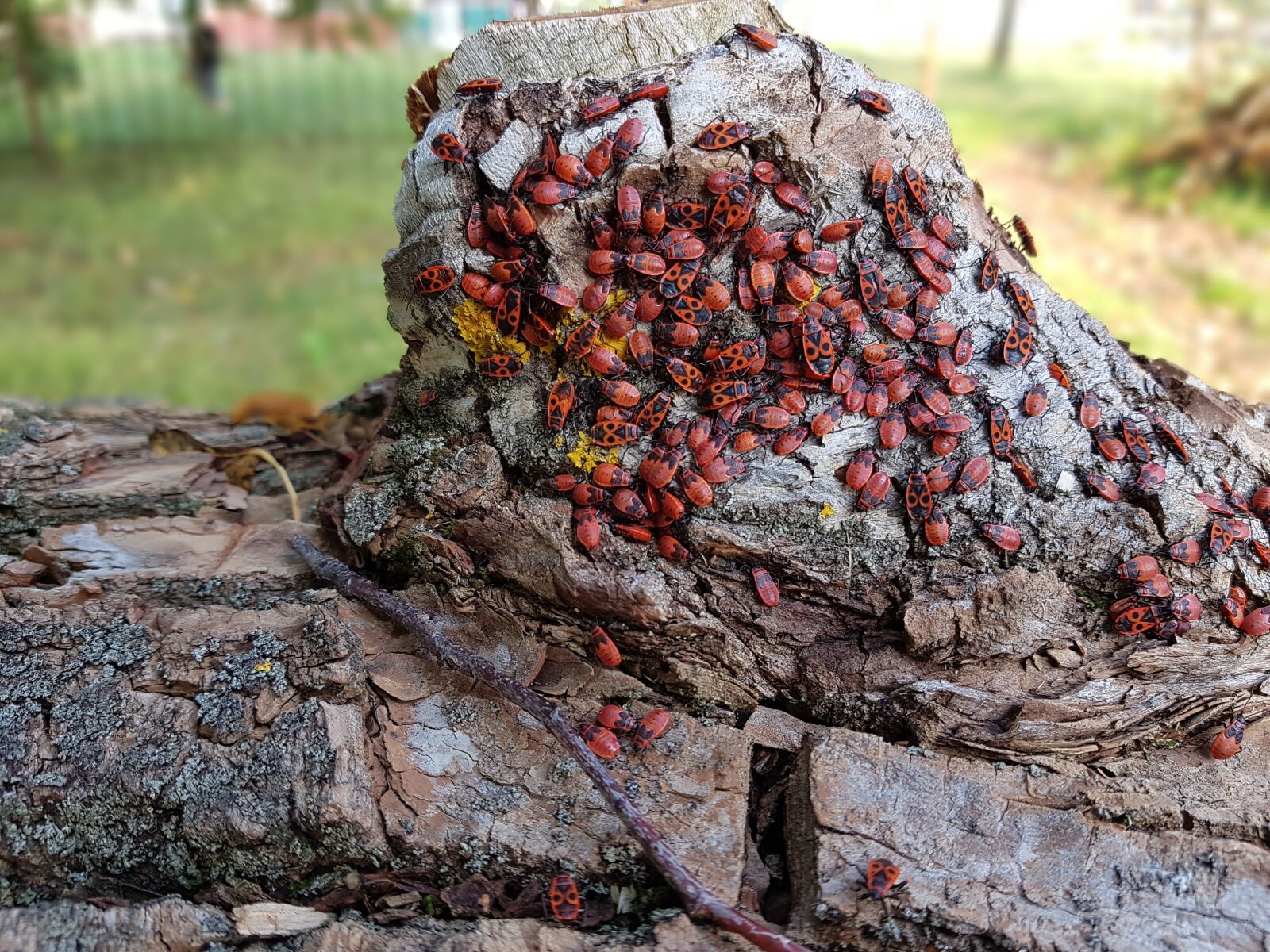Samsung Galaxy S7 sample photo. Beetles, red, stump photography