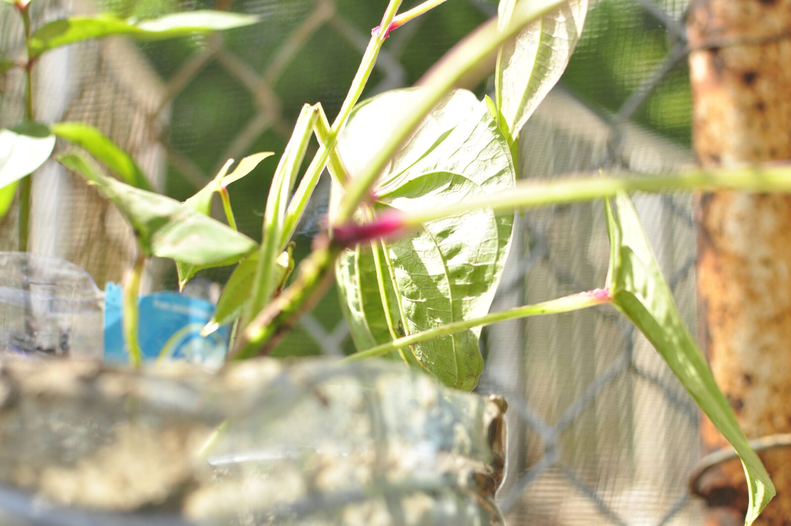 Nikon D5000 sample photo. Seedlings, plant, sprout photography