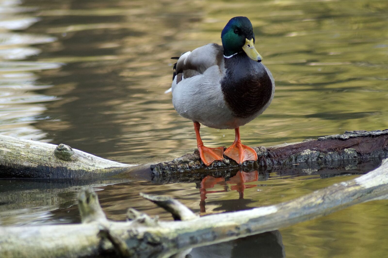 Sony SLT-A58 sample photo. Duck, mallard, lake photography