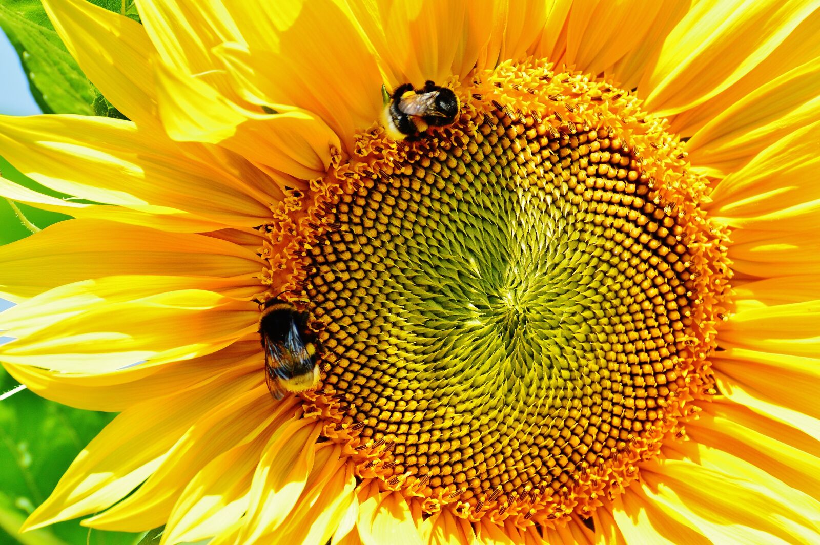 Nikon D3200 sample photo. Sunflower, bumblebees, summer photography