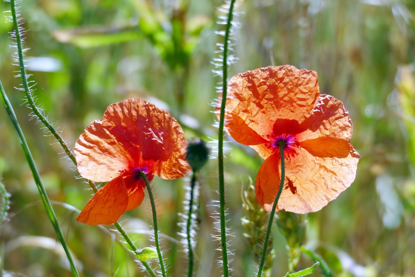 Panasonic Lumix DMC-FZ1000 sample photo. Poppy, papaver, flower photography