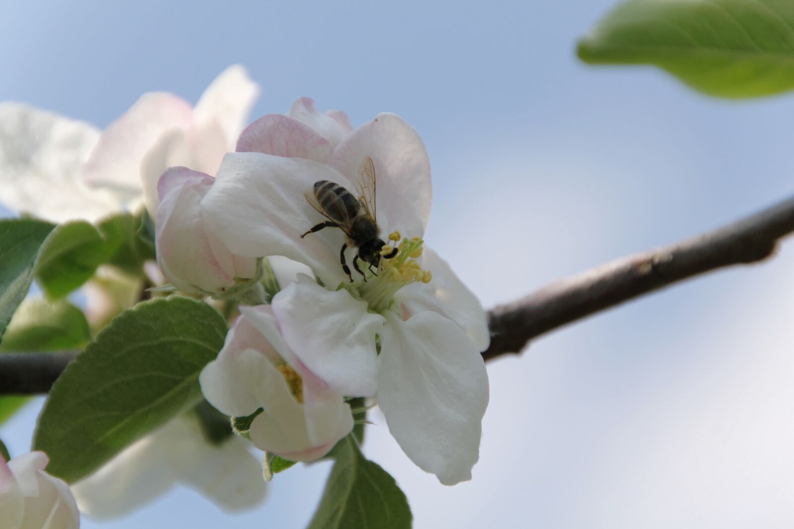 Canon EOS 550D (EOS Rebel T2i / EOS Kiss X4) sample photo. Apple blossom, bee, spring photography
