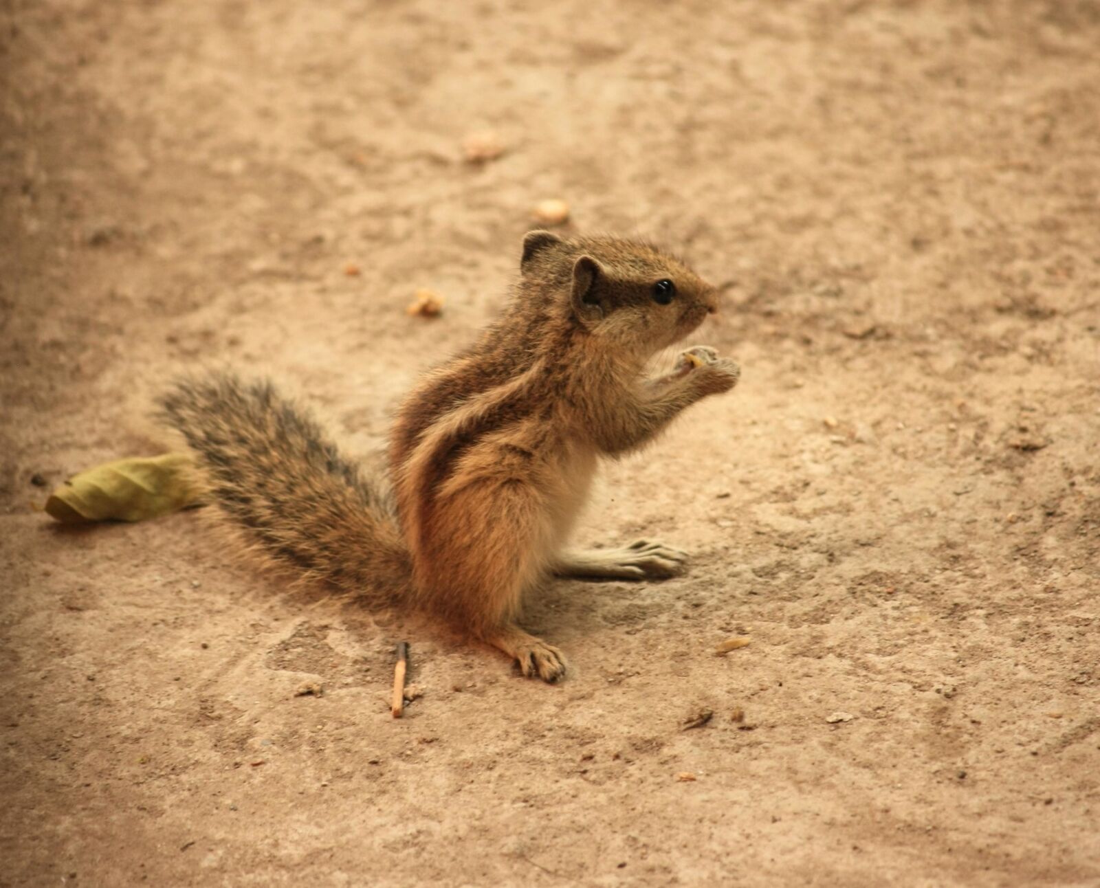 Canon EOS 1000D (EOS Digital Rebel XS / EOS Kiss F) sample photo. Squirrel, ground, animal, rodent photography
