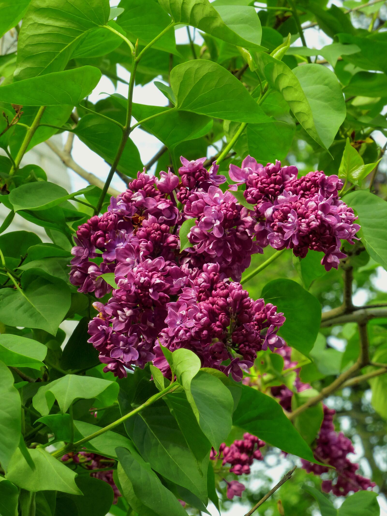 Panasonic Lumix DMC-FZ200 sample photo. Lilac, bloom, flowers photography