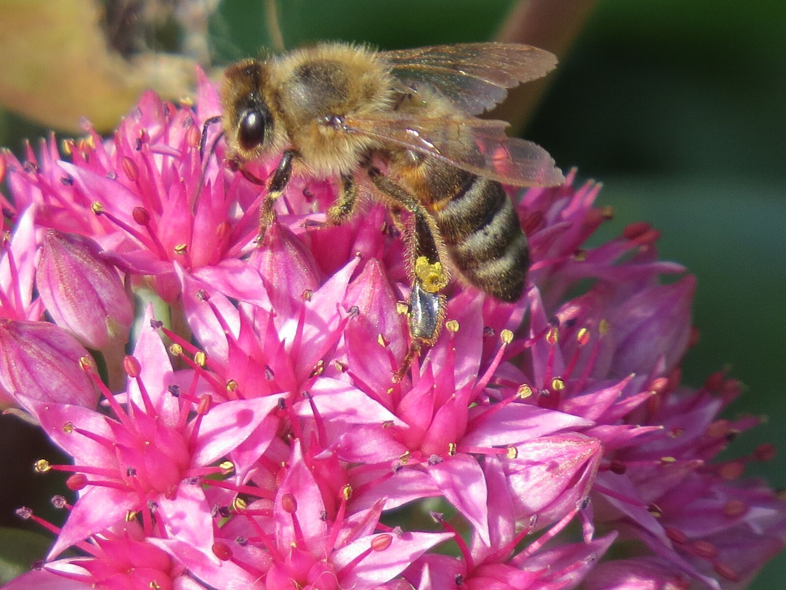 Canon PowerShot SX50 HS sample photo. Bee, flower, pollination photography