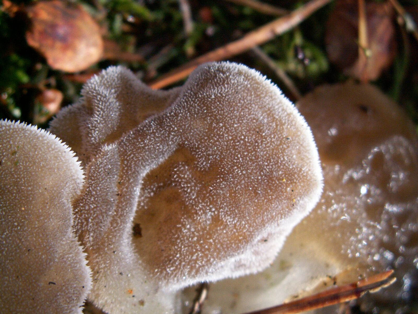 KONICA MINOLTA DiMAGE Z3 sample photo. Mushrooms, forest, autumn photography