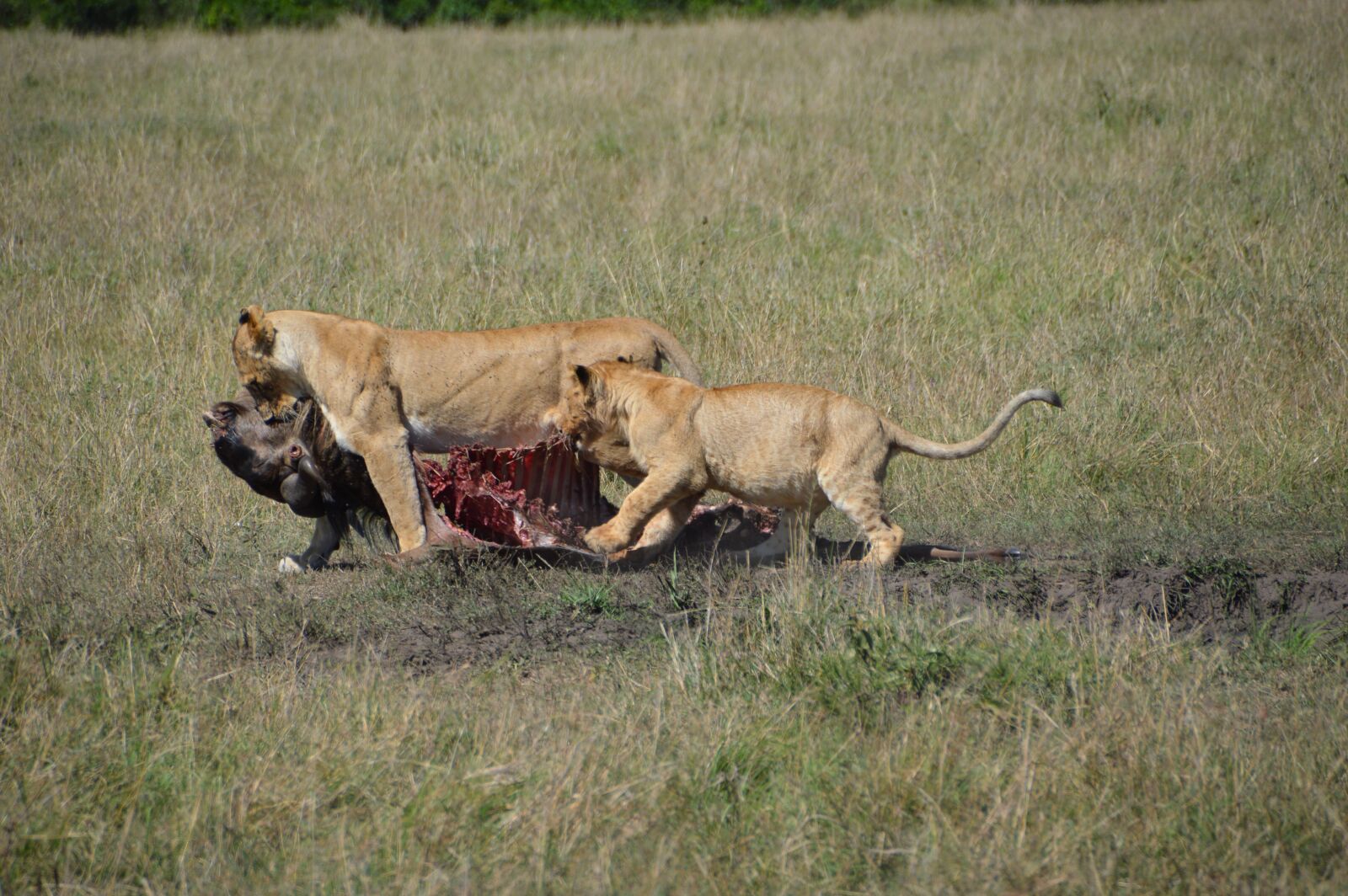 Nikon D3200 sample photo. Lioness, predator, africa photography