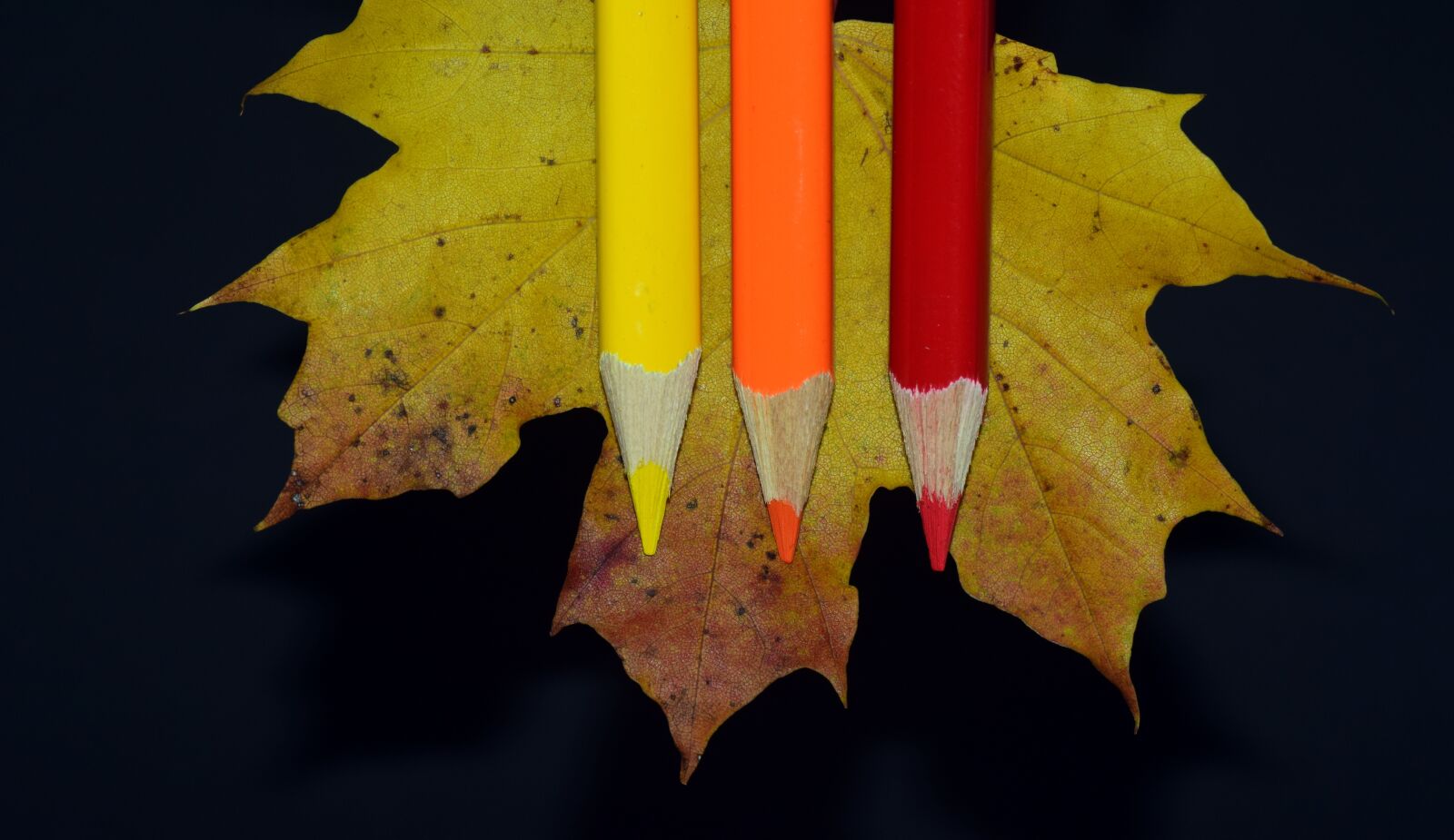 Nikon D3300 sample photo. Leaf, maple leaf, pens photography