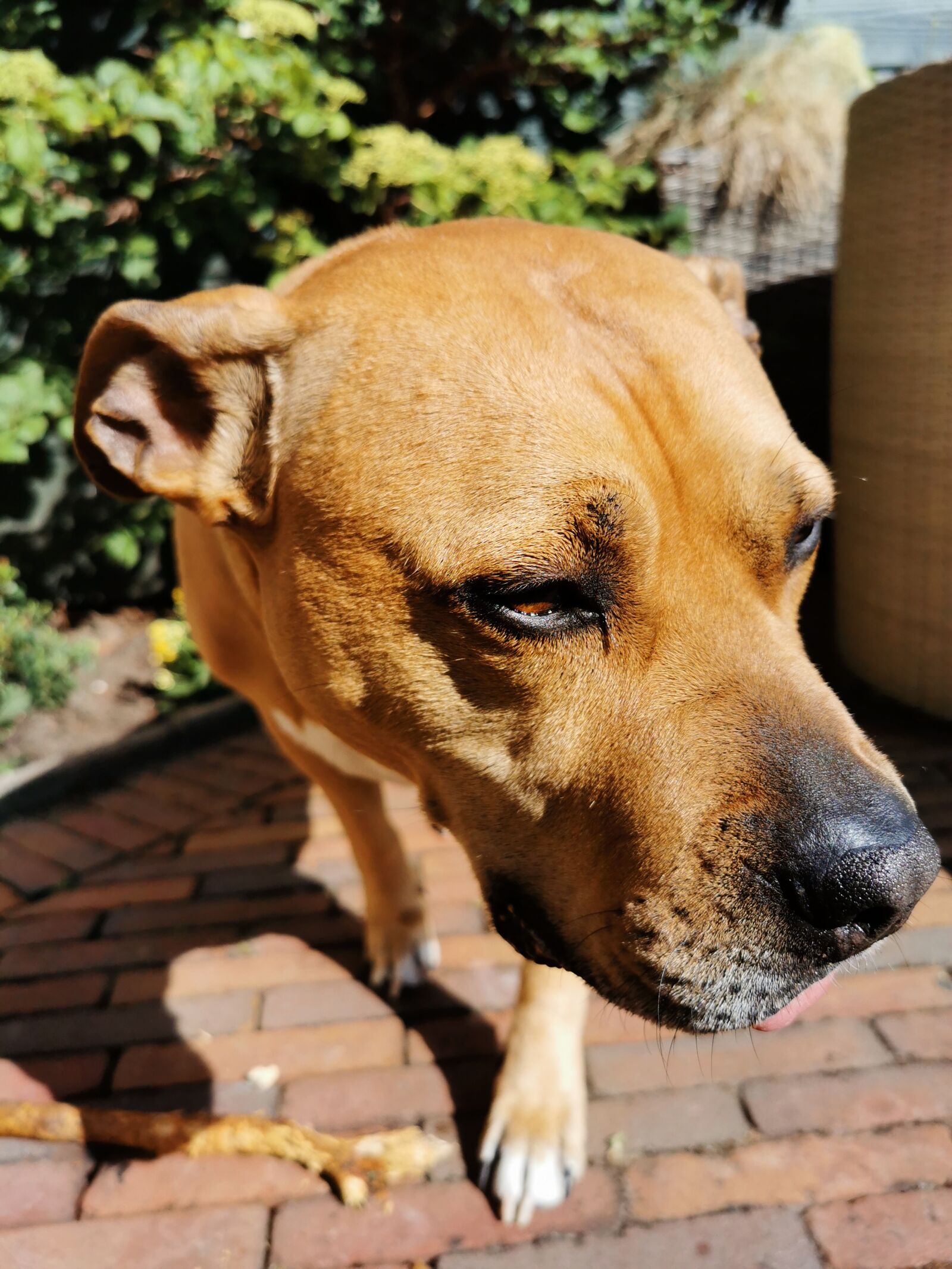 HUAWEI P30 Pro sample photo. Dog, sun, garden photography