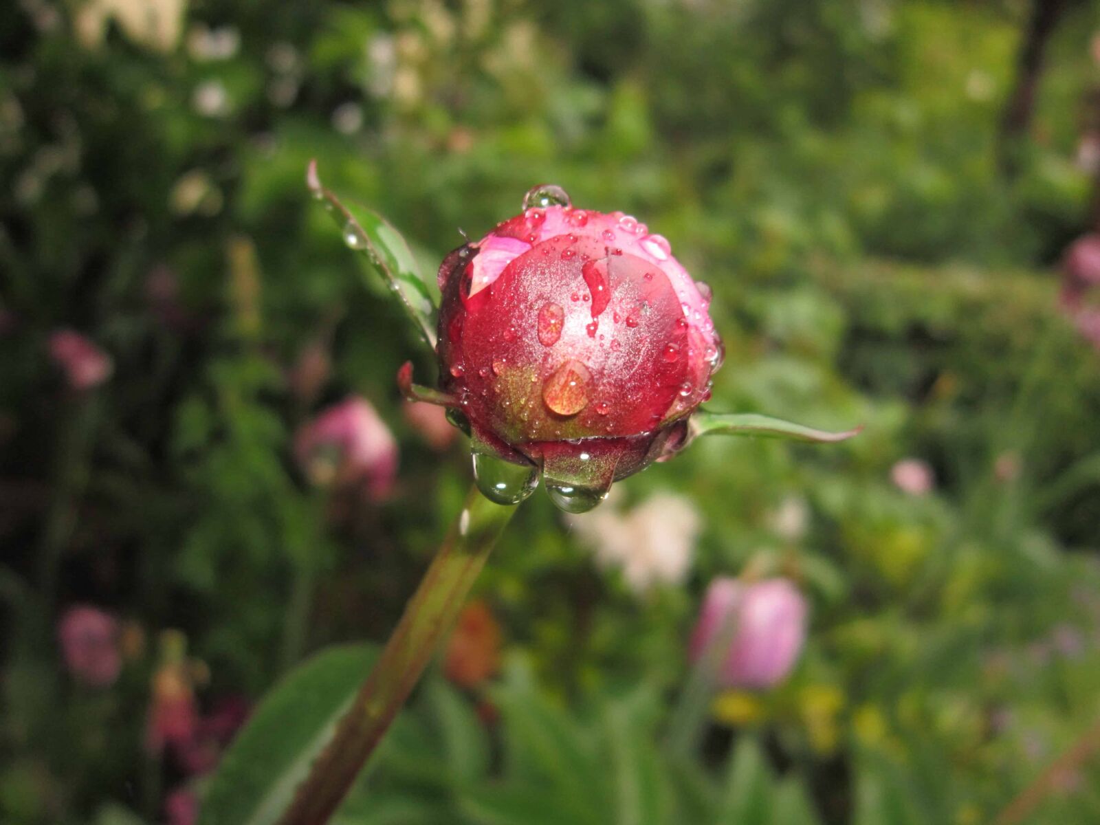 Canon PowerShot A3200 IS sample photo. Summer, rose, flower, garden photography