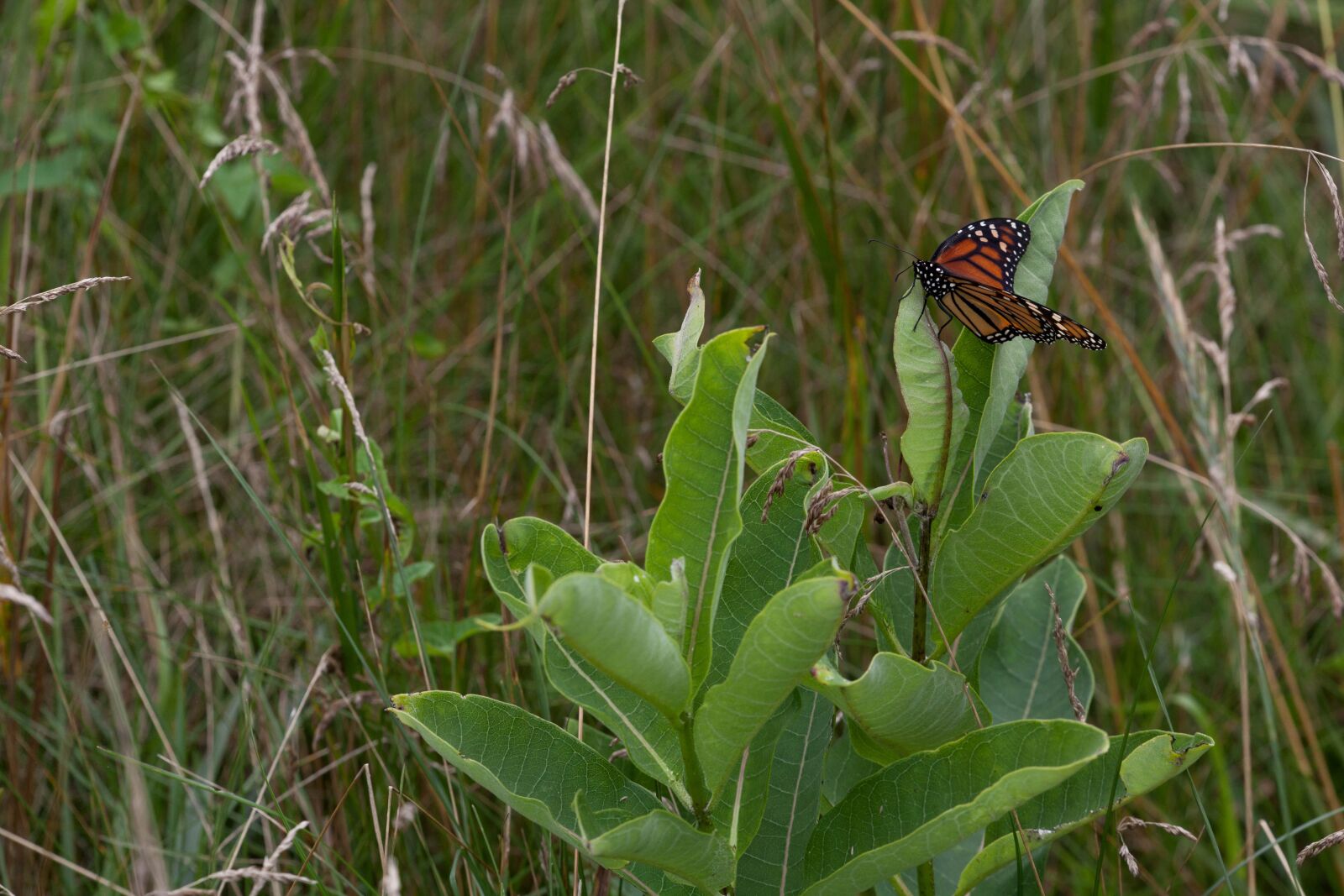 Canon EOS 5D Mark II sample photo. Monarch butterfly, milkweed, plant photography