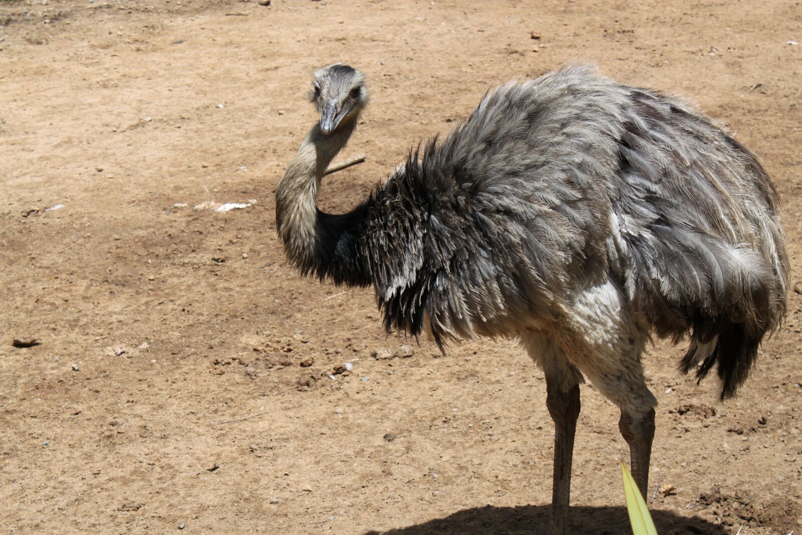 Canon EOS 500D (EOS Rebel T1i / EOS Kiss X3) sample photo. Ostrich, nature, zoo photography