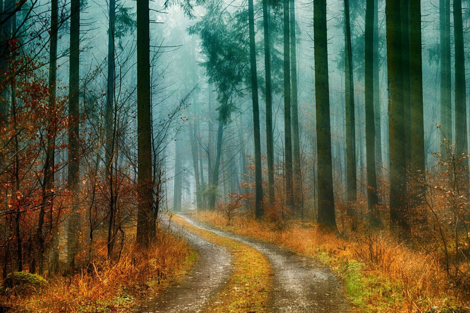 Sony a7 + Sony DT 50mm F1.8 SAM sample photo. Wood, nature, landscape photography