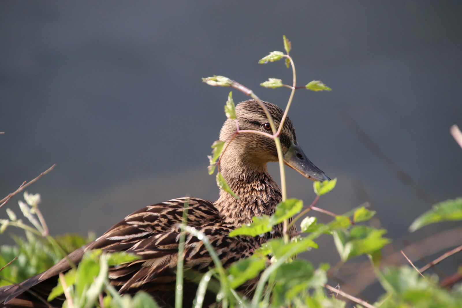 Canon EOS 800D (EOS Rebel T7i / EOS Kiss X9i) sample photo. Canes, duck, ducks photography