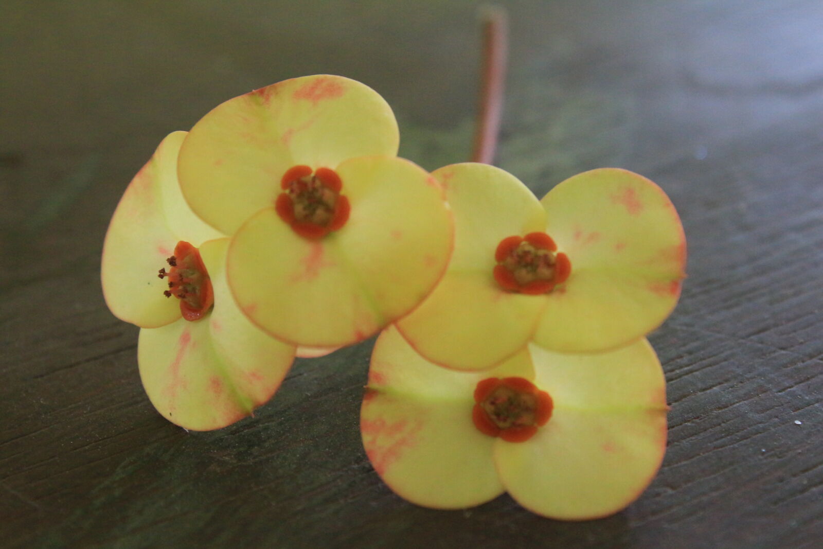 Canon EOS 650D (EOS Rebel T4i / EOS Kiss X6i) sample photo. Richeel, photography photography