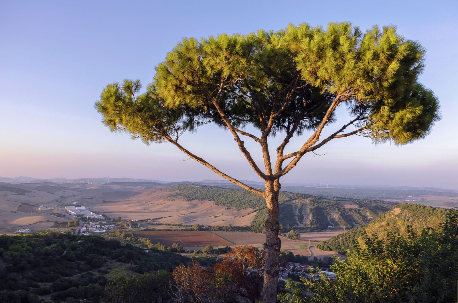 Nikon D5100 sample photo. Tree, landscape, nature photography