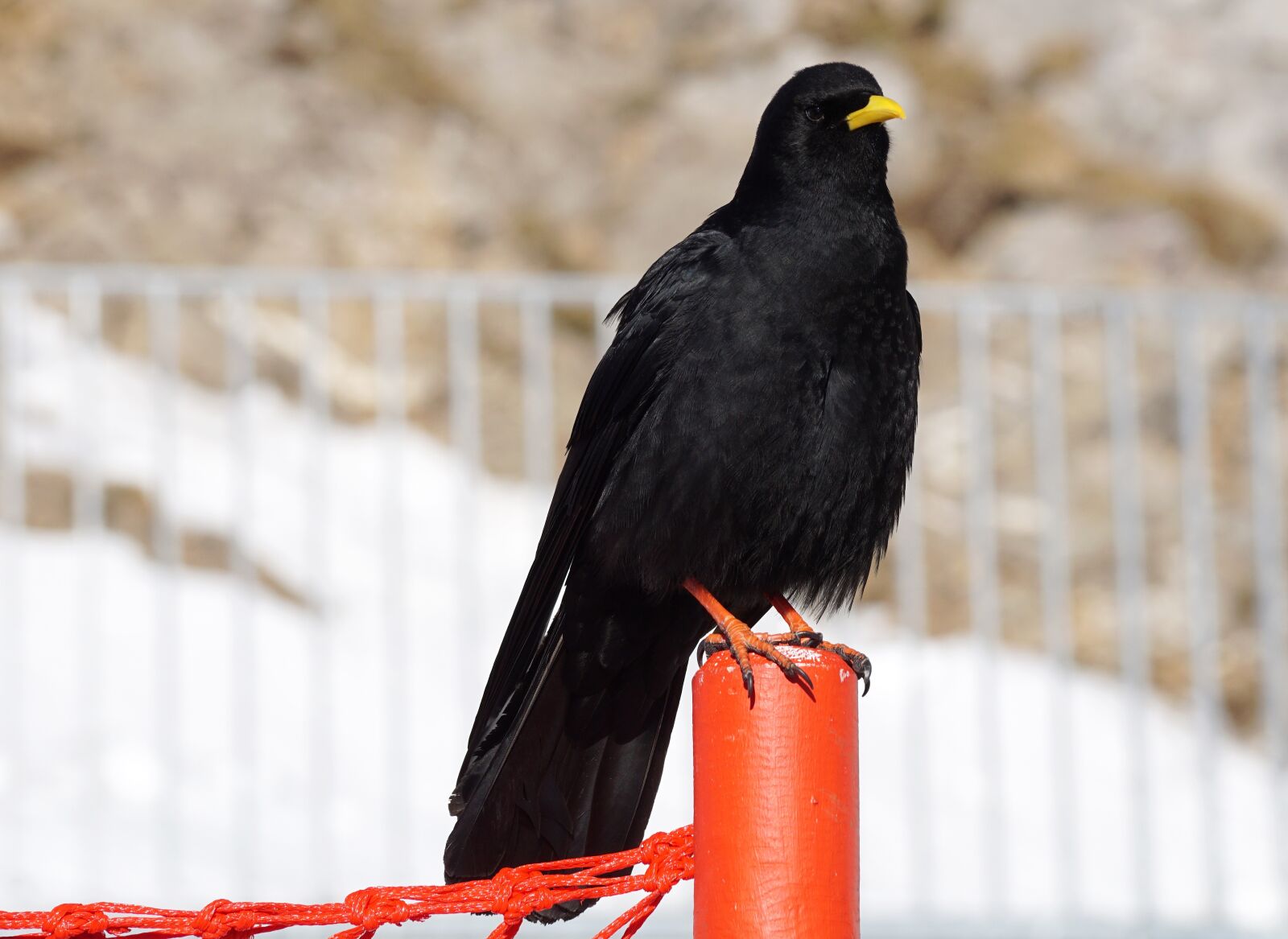 Sony DT 55-300mm F4.5-5.6 SAM sample photo. Bird, nature, jackdaw photography