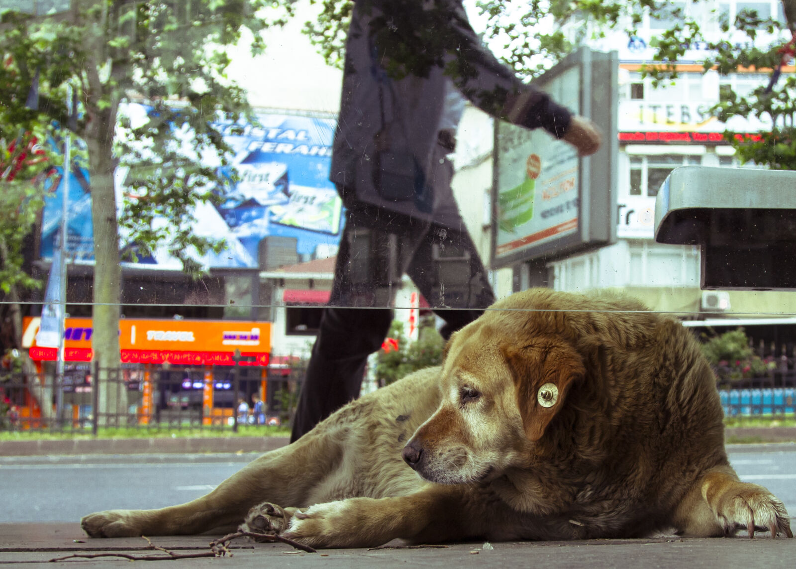 Canon EOS 7D sample photo. Besiktas, dog, istanbul, street photography