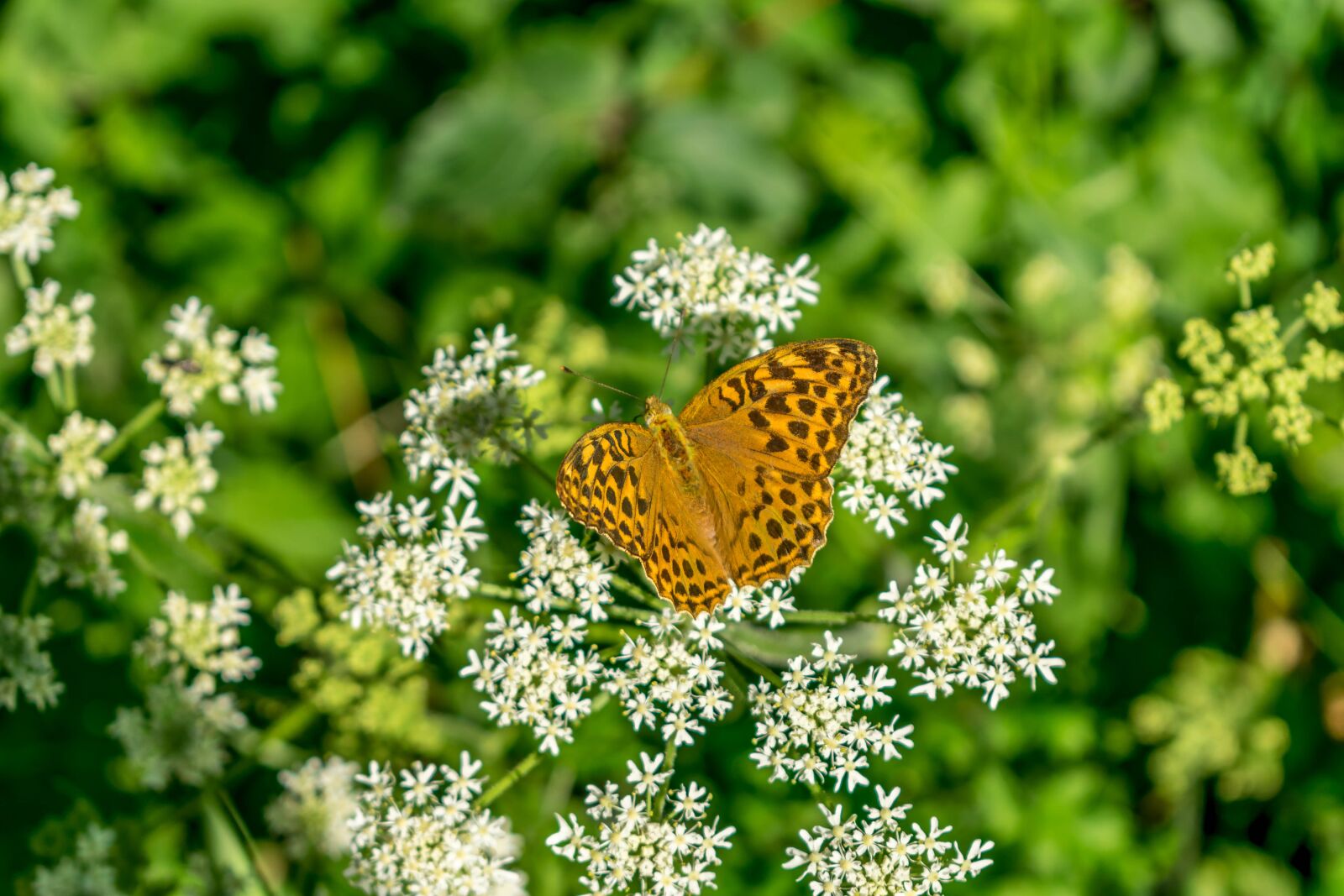 Nikon D5300 sample photo. Butterfly, retired, flowers photography